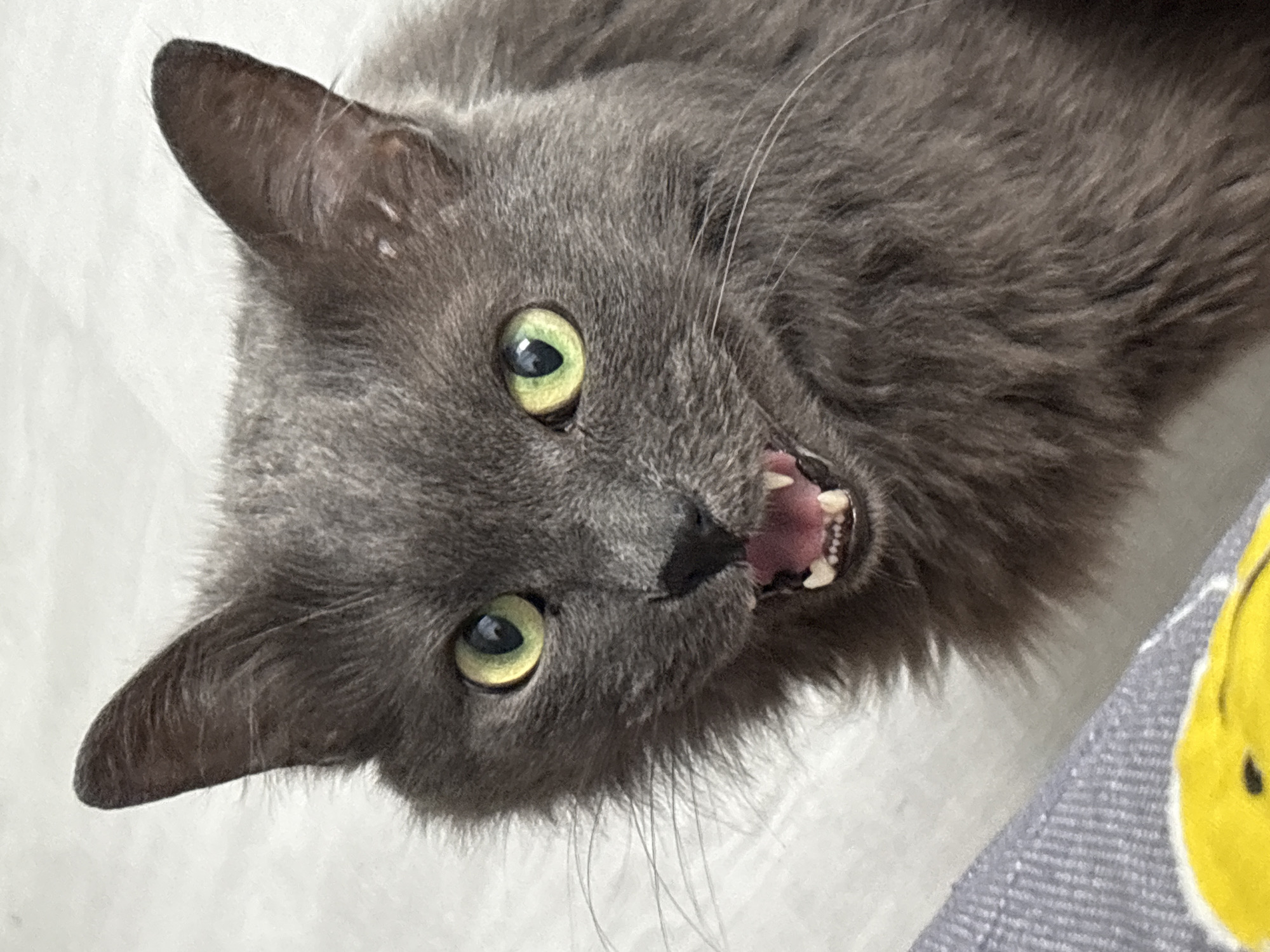 Gray cat and hamster coexist in a Vladivostok apartment