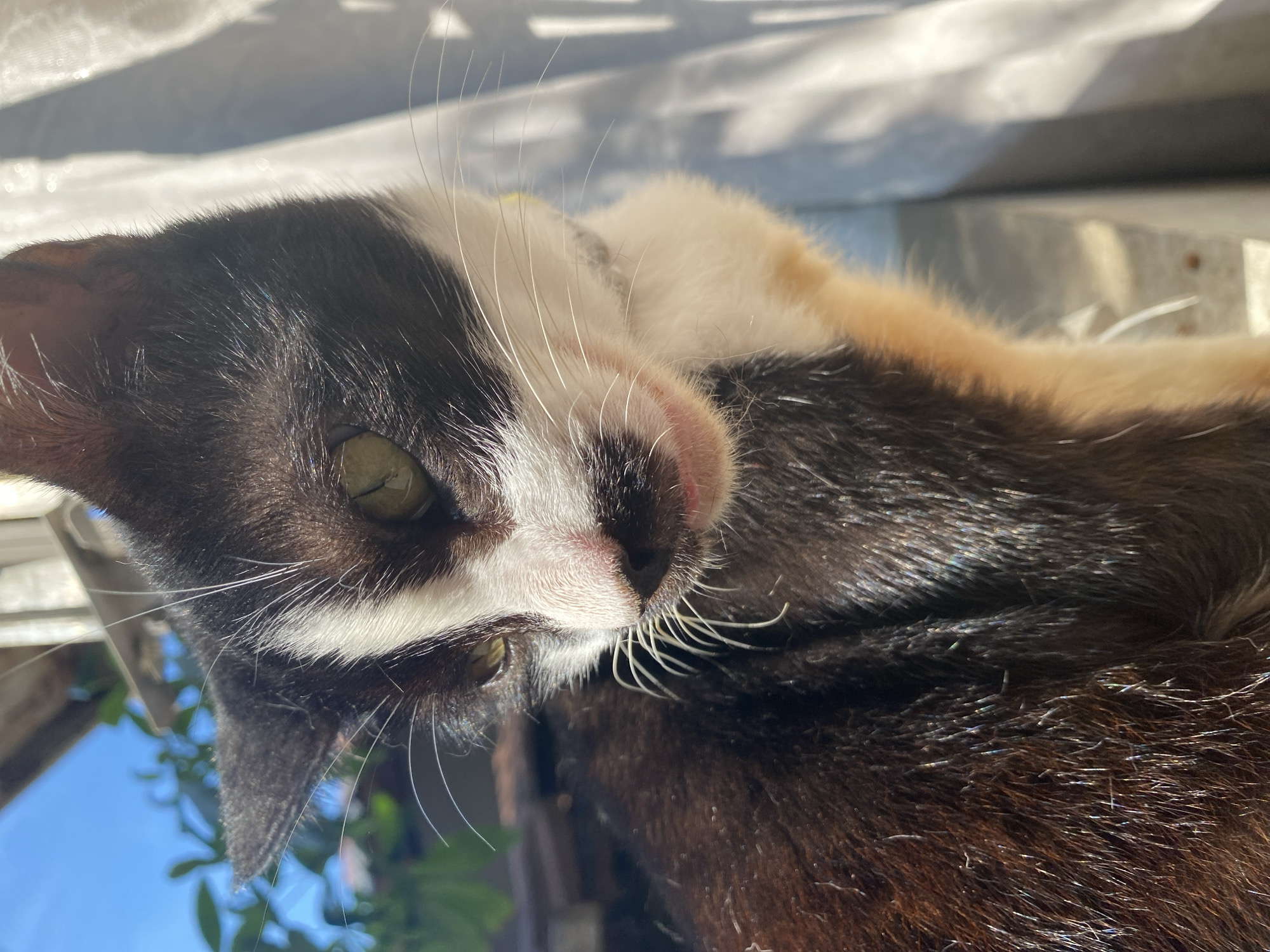 Kokoro the cat holds court in a Davao City home