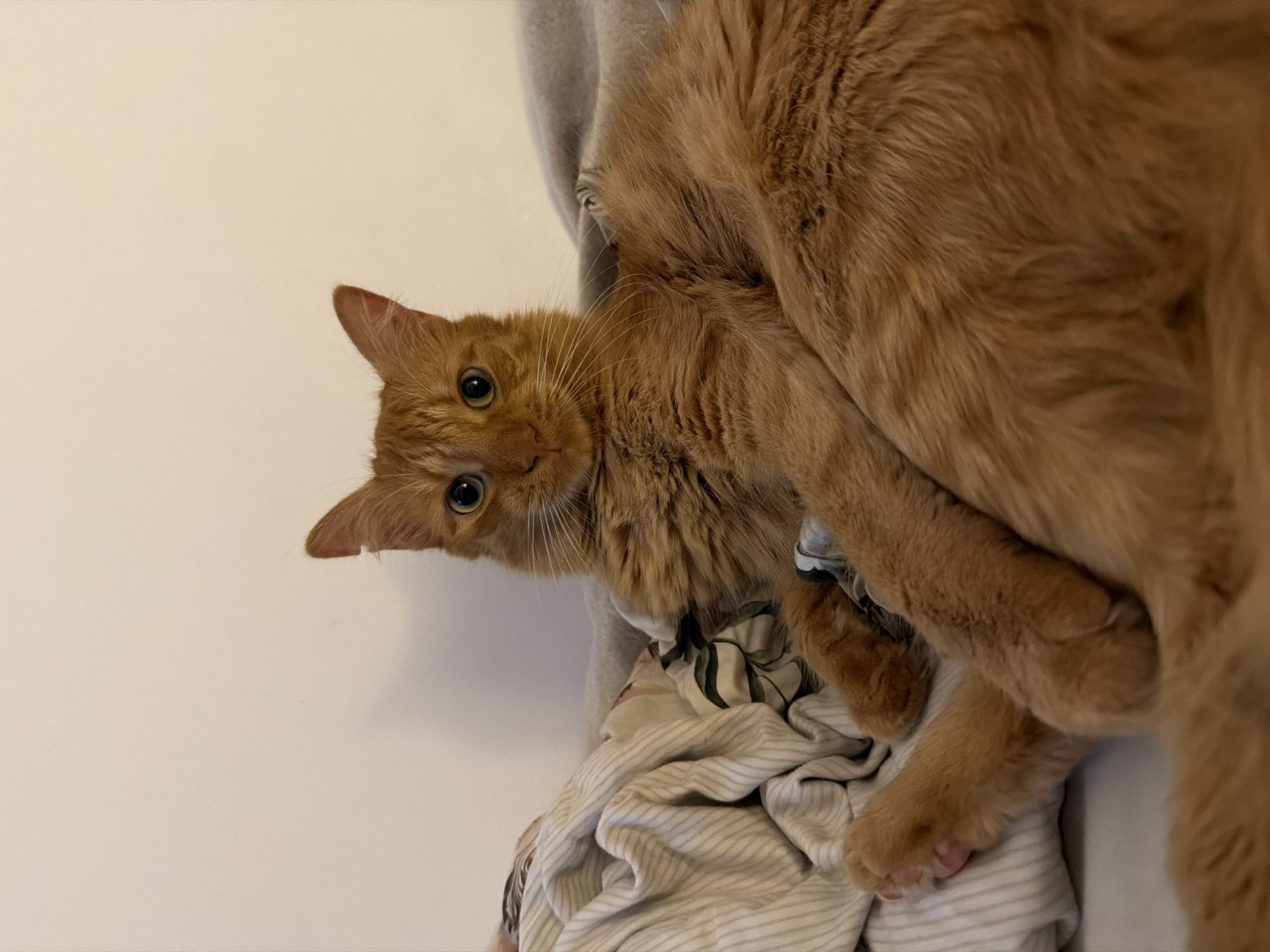 Orange cat rests on laundry pile in Belgrade