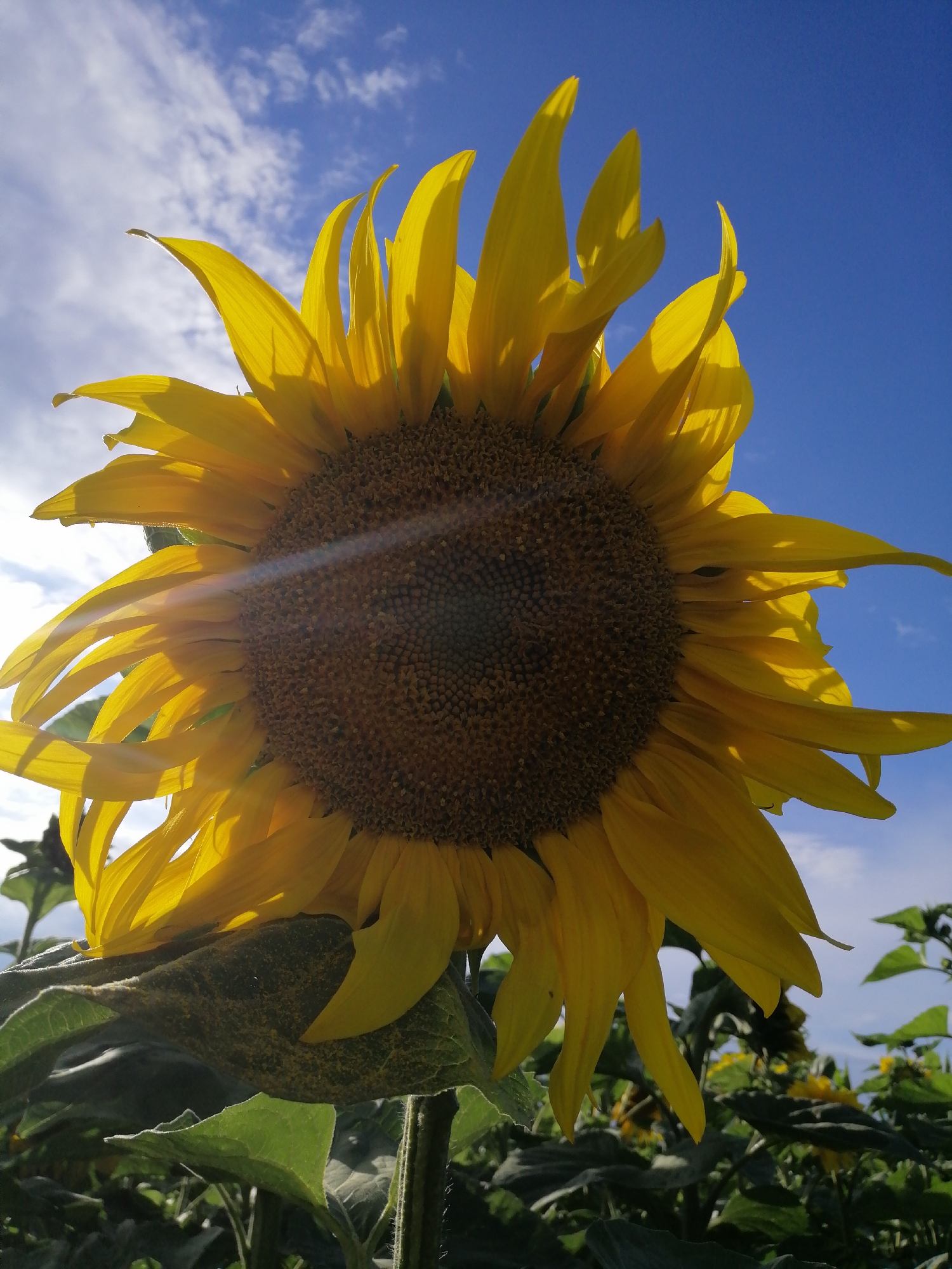 Sunflowers in bloom under a dramatic summer sky, Mali Kuskivtsi