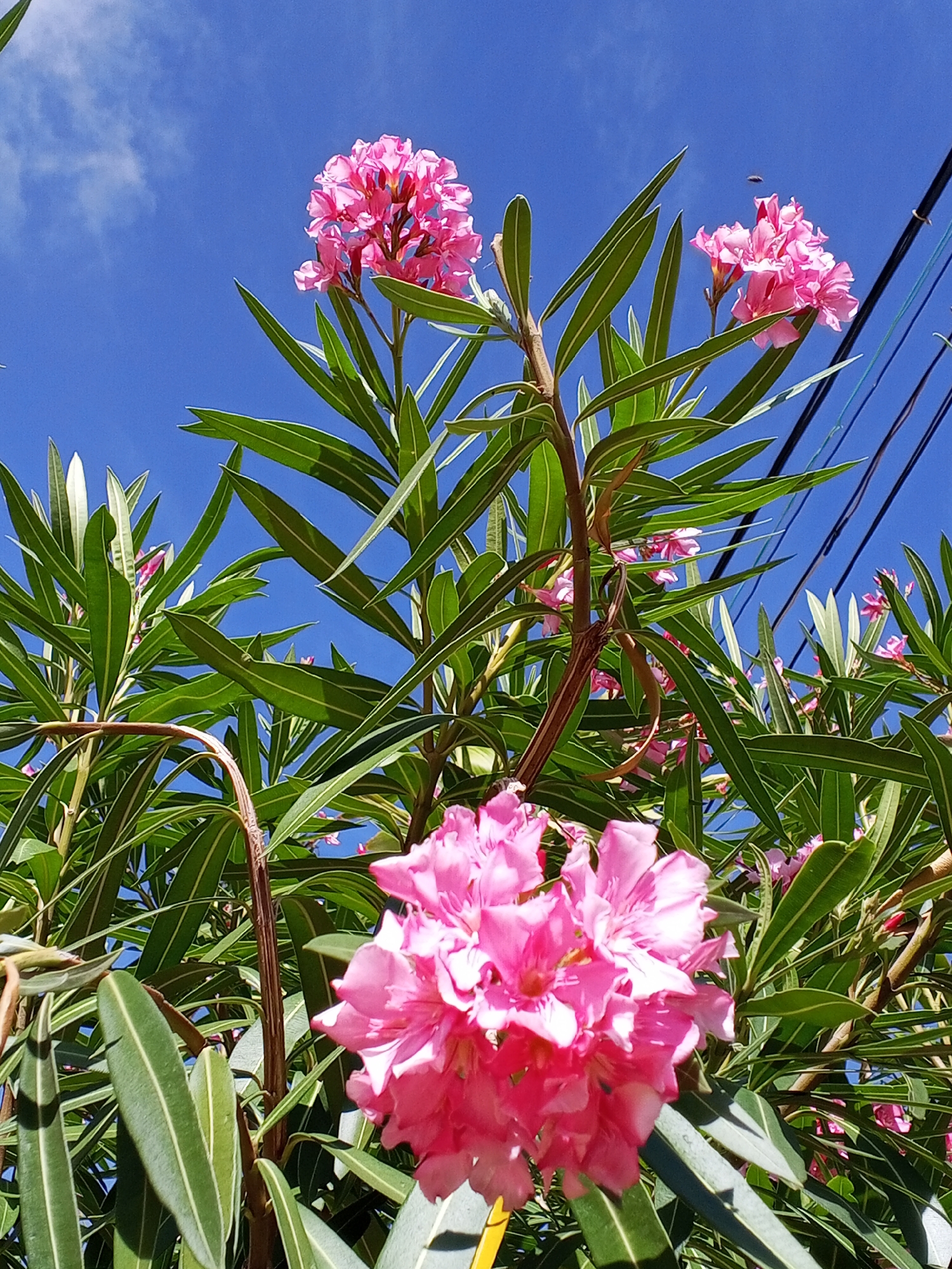 Spring blooms and gas station activity documented in Venezuela