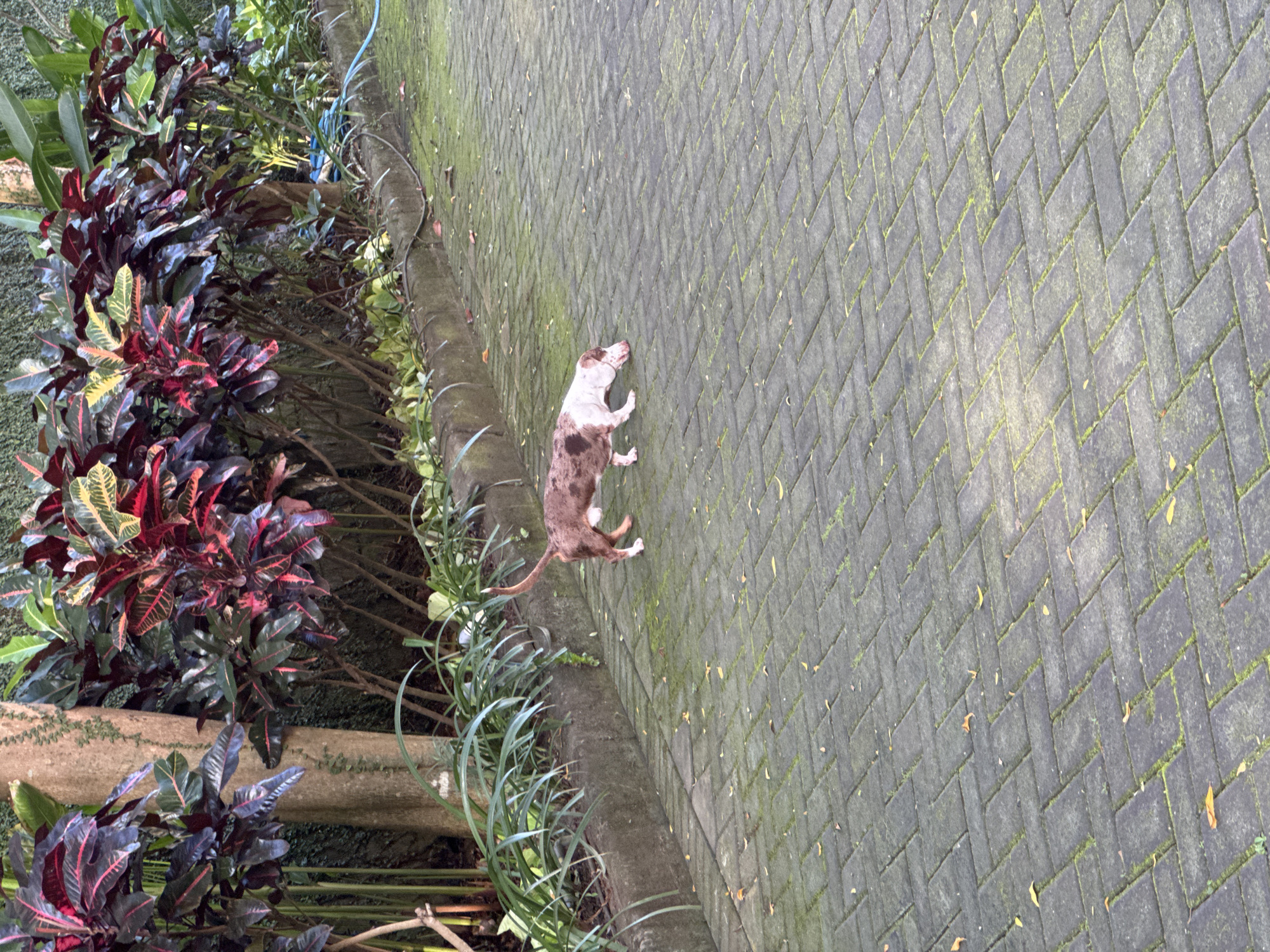 Dog, children play on mossy walkway in Kuta Selatan