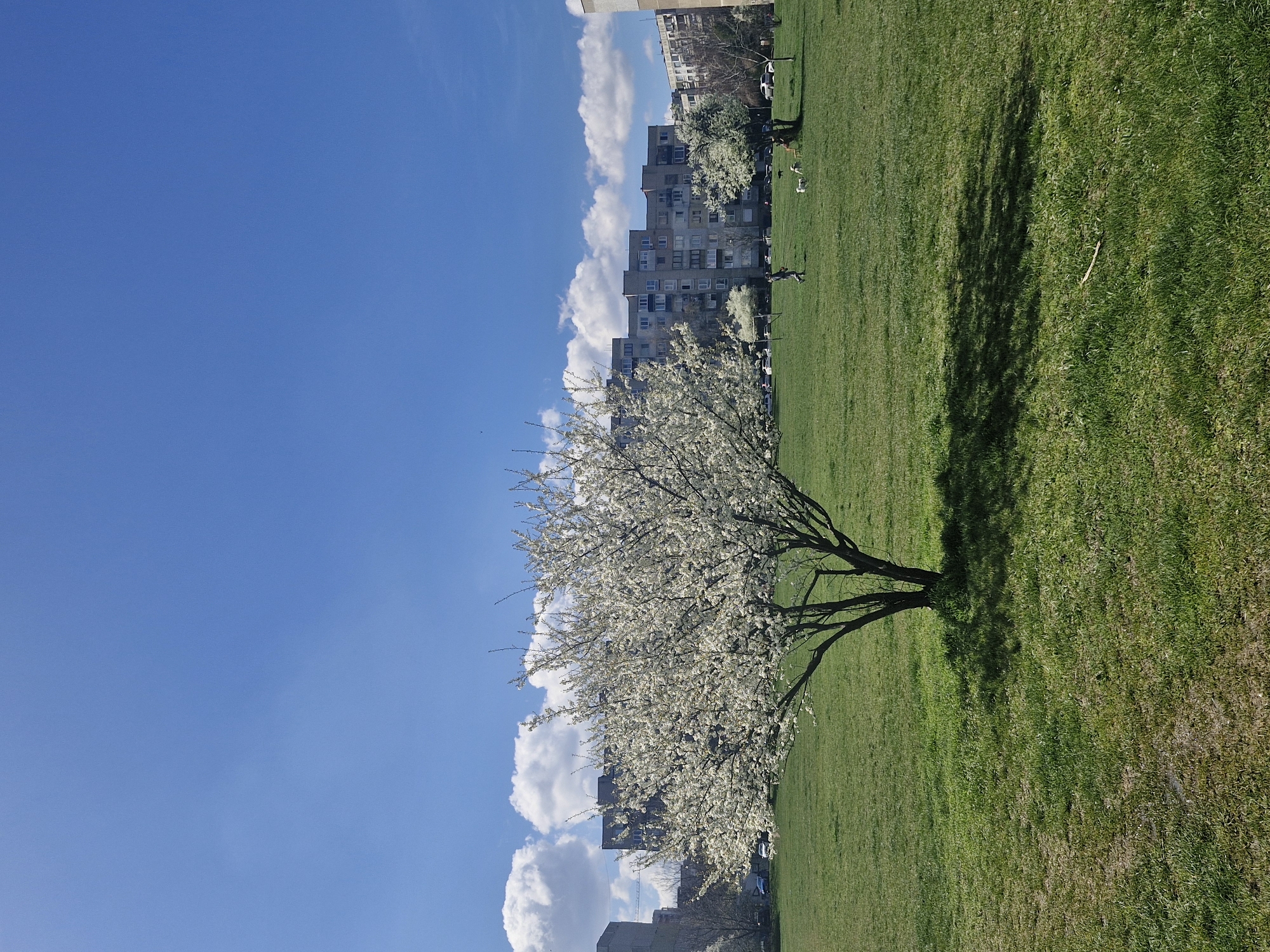 Spring blossoms brighten Sofia neighborhood on sunny April morning
