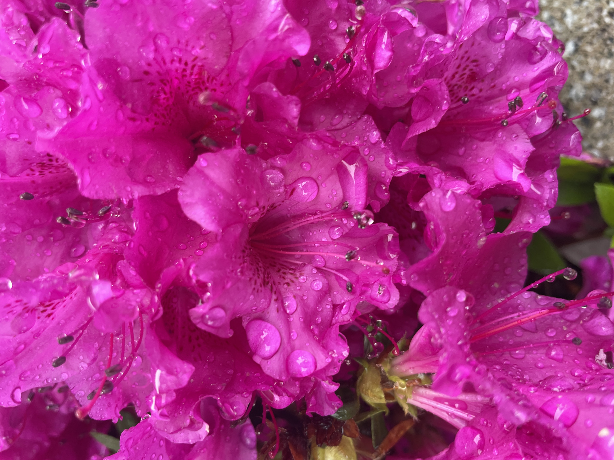Spring Rain Transforms Urban Streets Into Blooming Wet Canvas