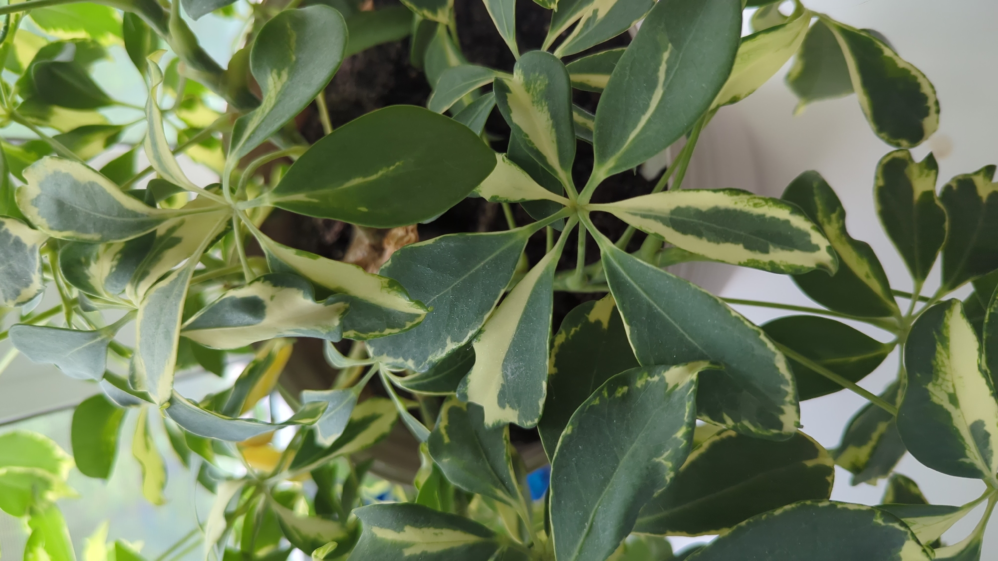 Indoor tropical plants photographed up close in Sarapul