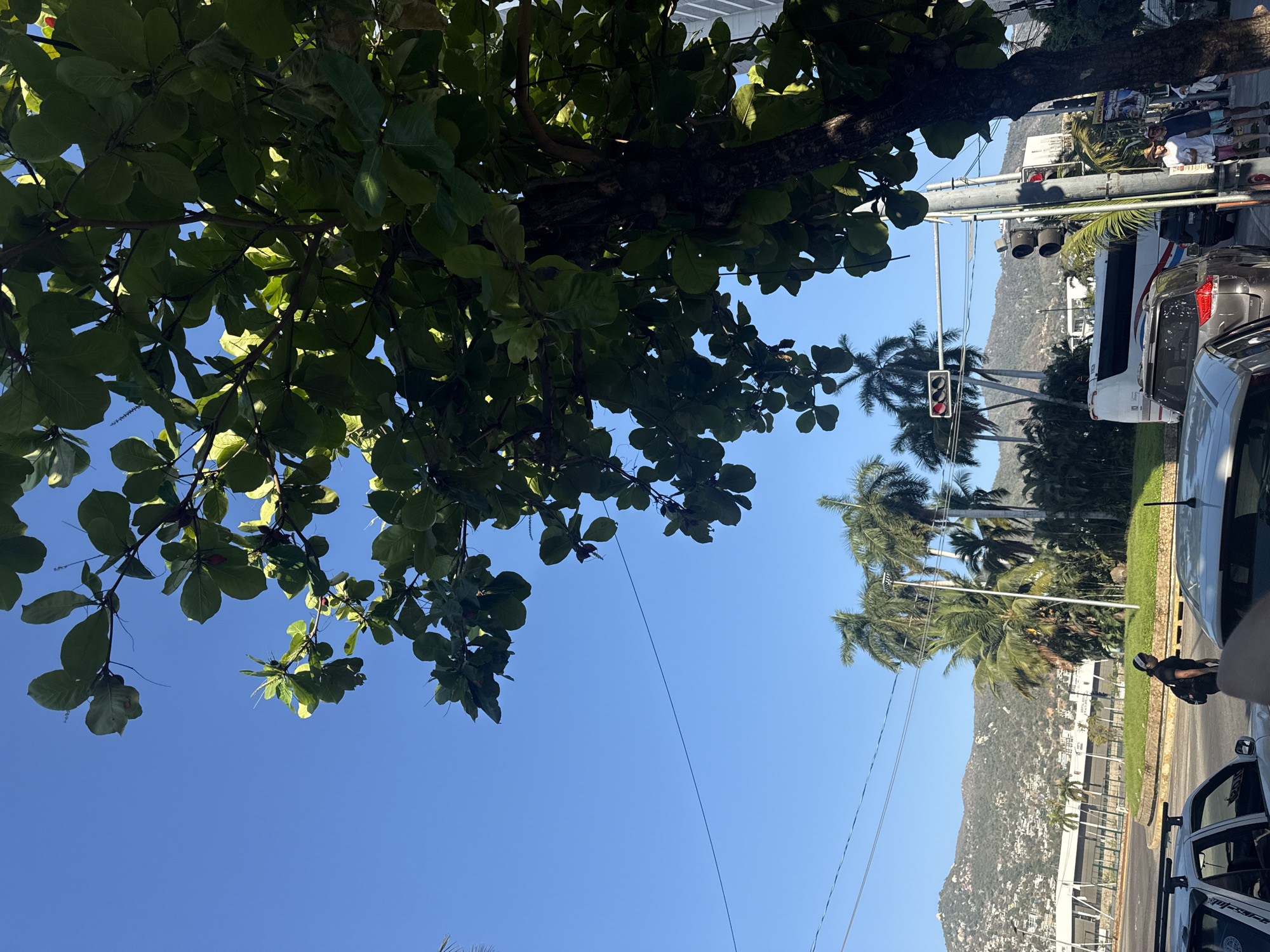 Clear skies and palm trees captured in Acapulco street scene