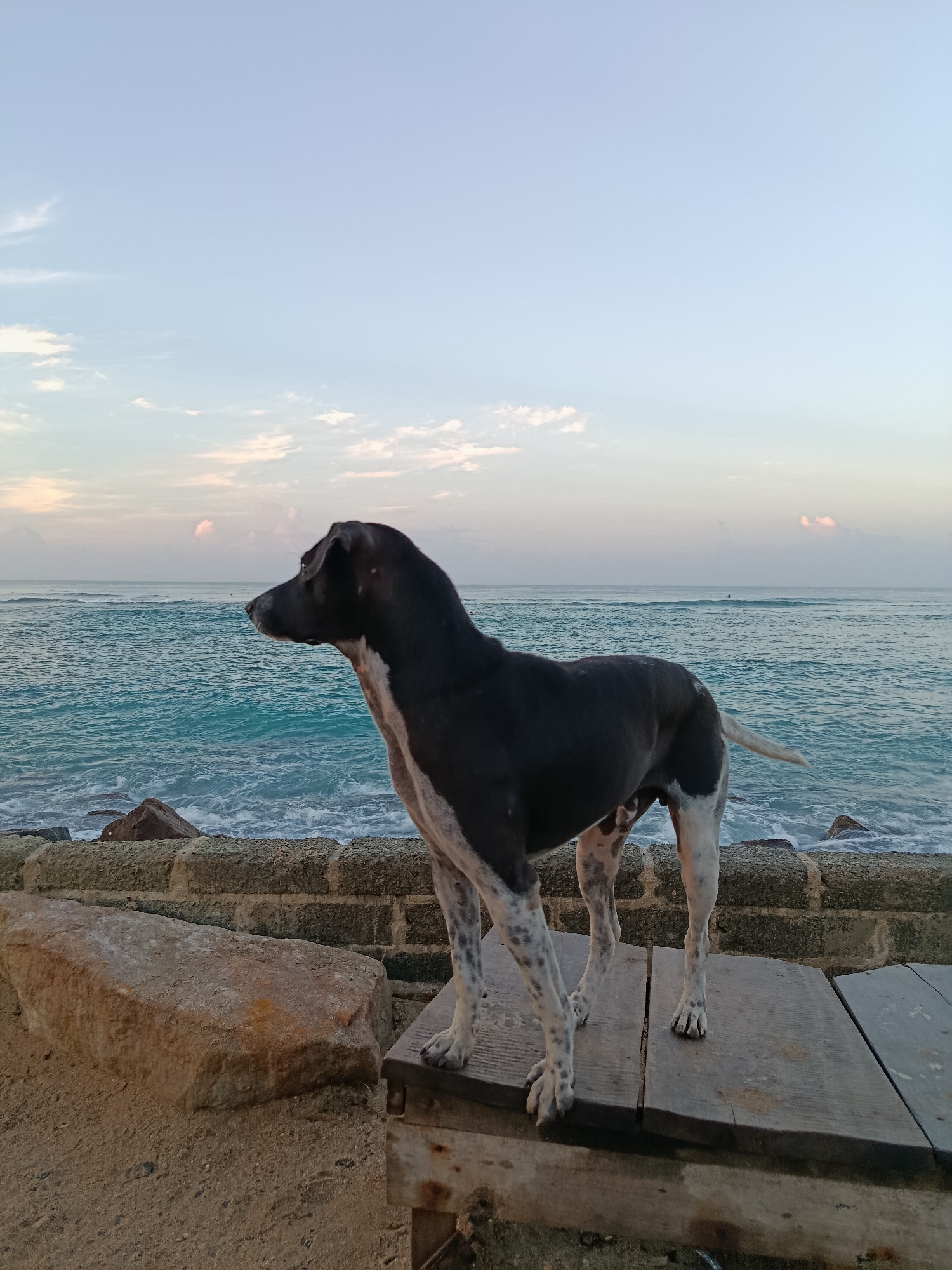 Dog stands on wooden pier overlooking ocean in Ahangama