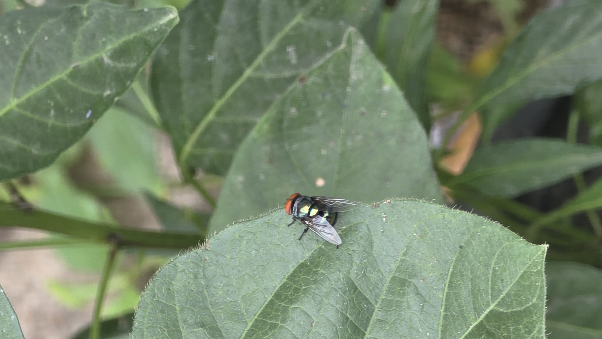 Morning insects spotted in Lhokseumawe garden vegetation