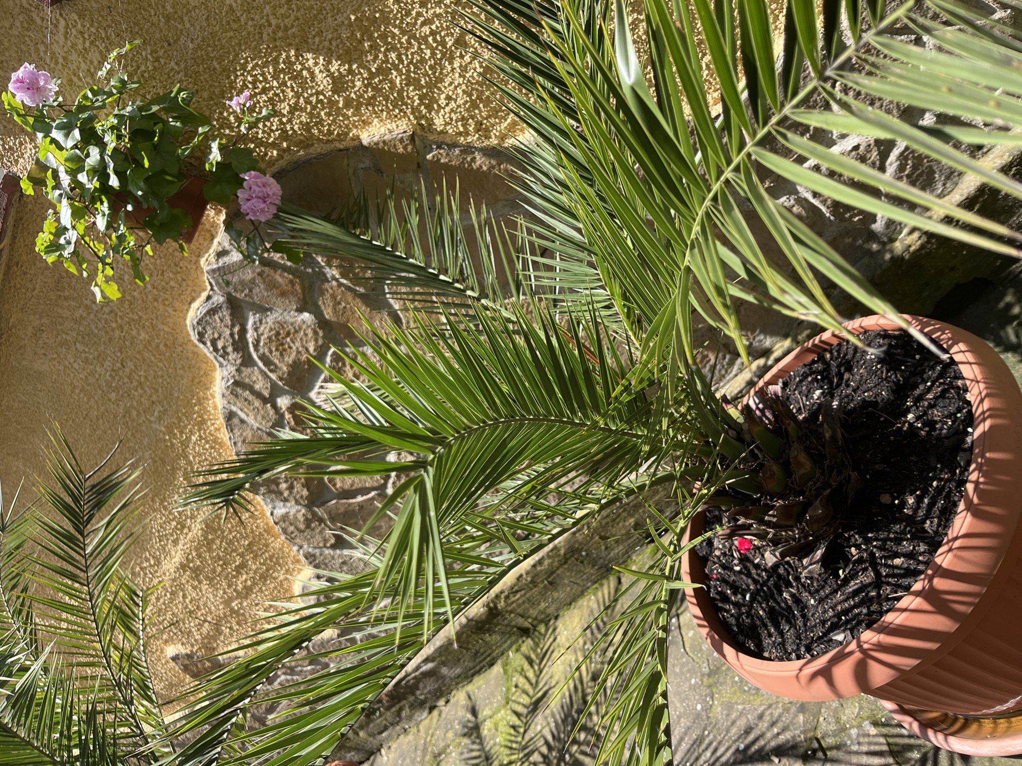 Mixed indoor-outdoor documentation captures gardens, decor, wildlife displays