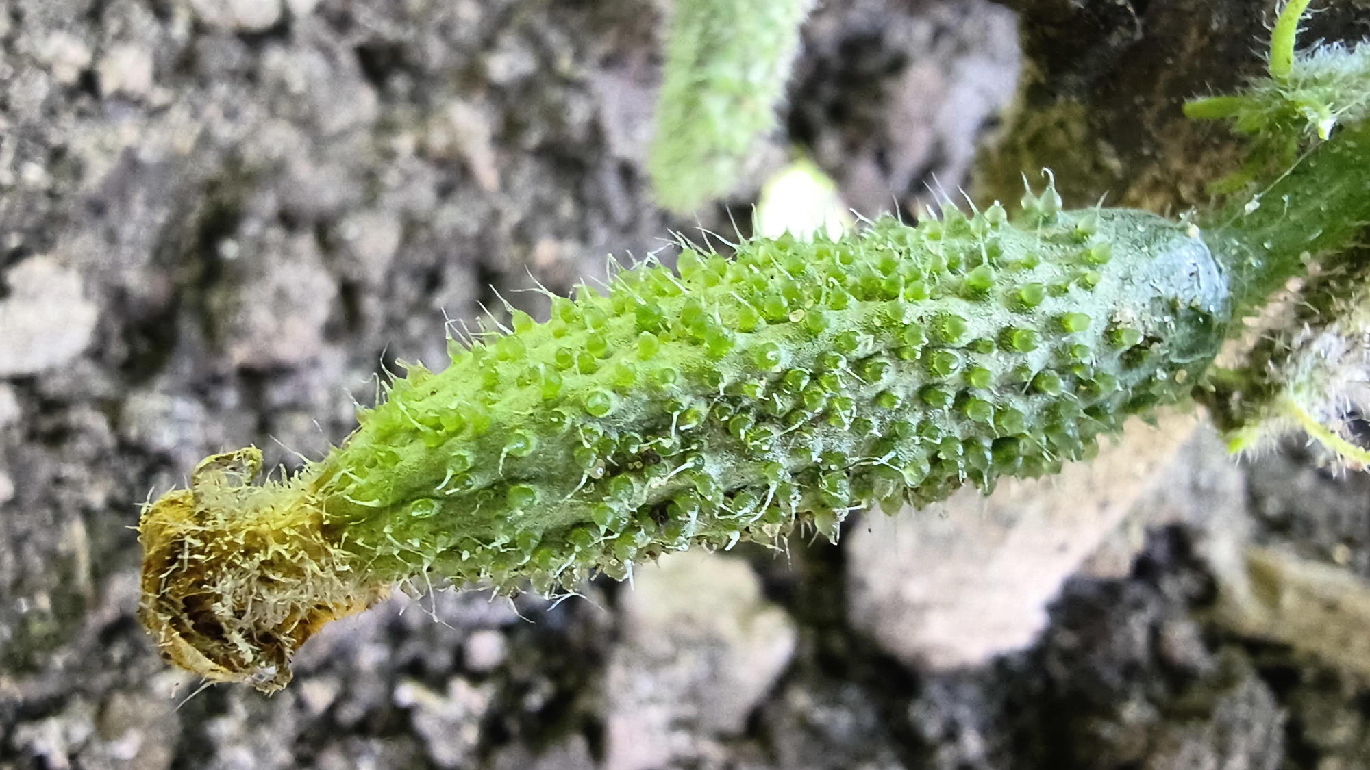 Backyard garden life in Mikhaylovka — cucumbers, insects, and wildflowers