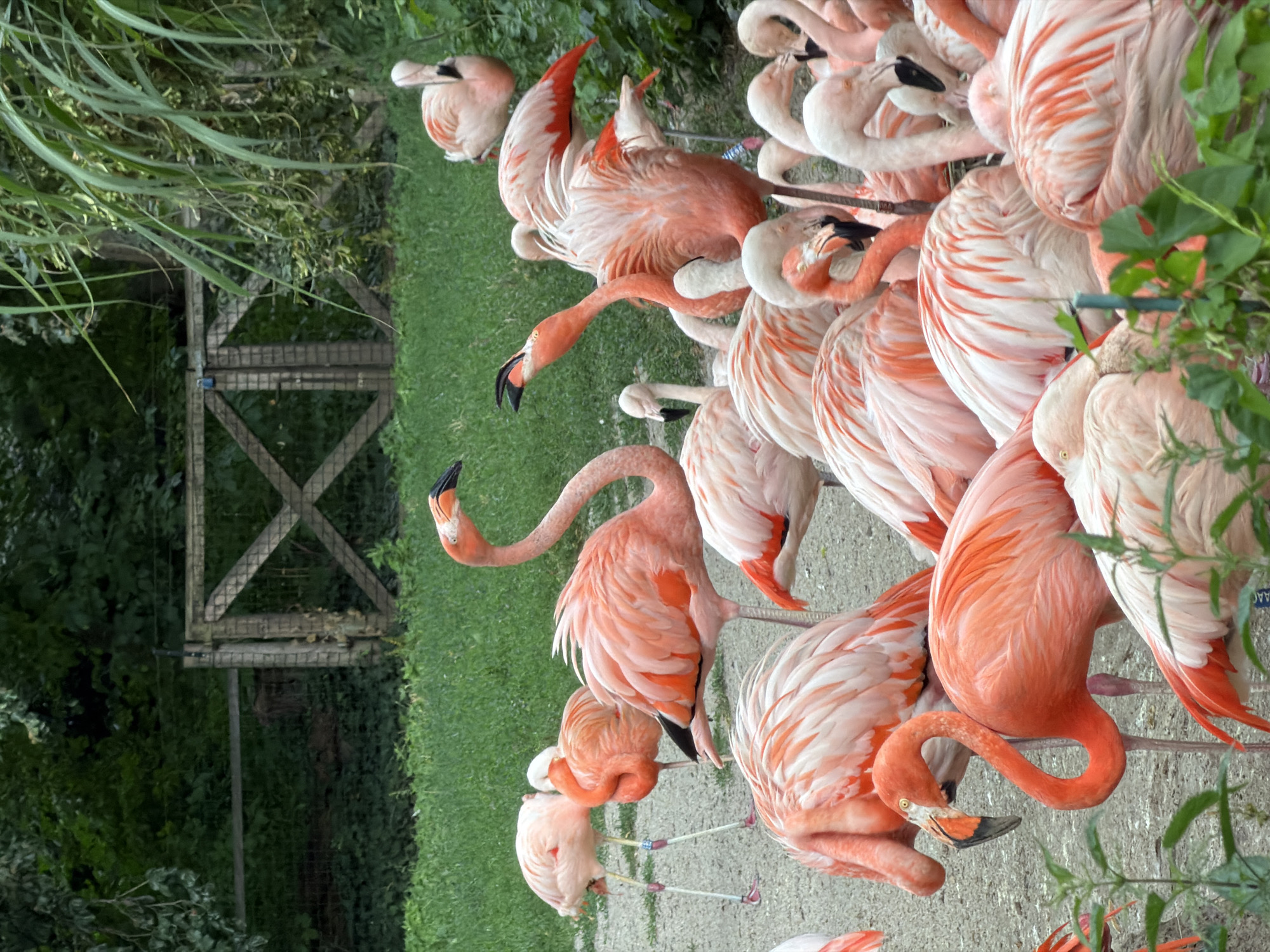 Flamingos and penguins at Prague Zoo