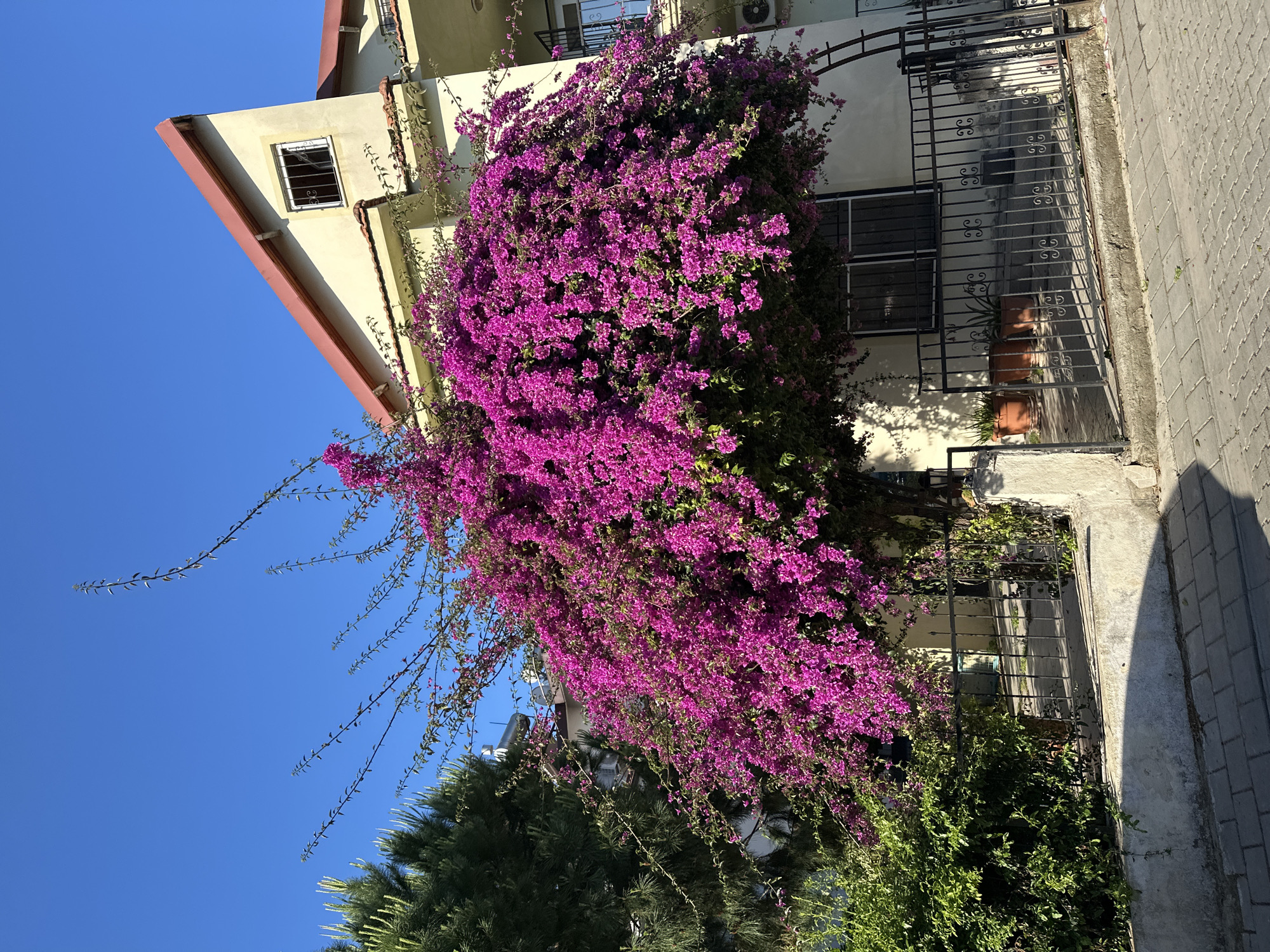 Purple bougainvillea blooms on yellow building in Fethiye