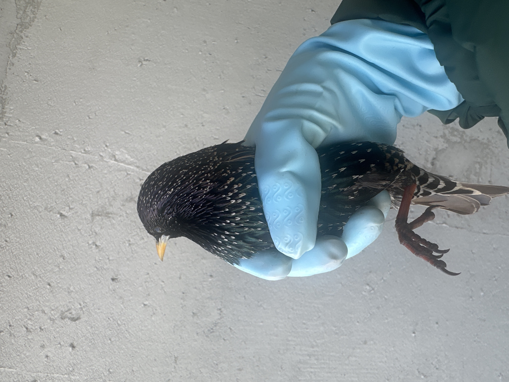Bird handling and release captured in Kharnavy, Russia
