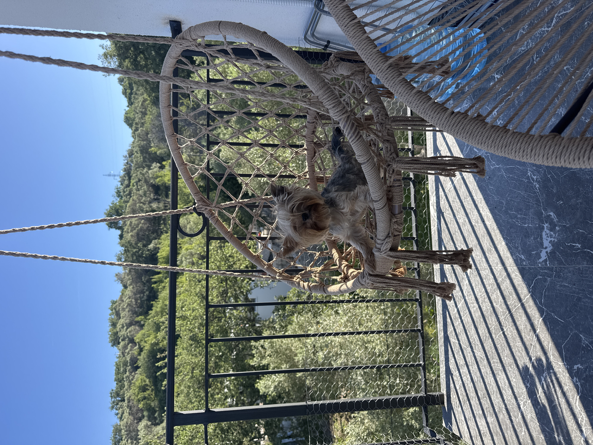 Morning balcony moments with Yorkshire Terrier in coastal Montenegro