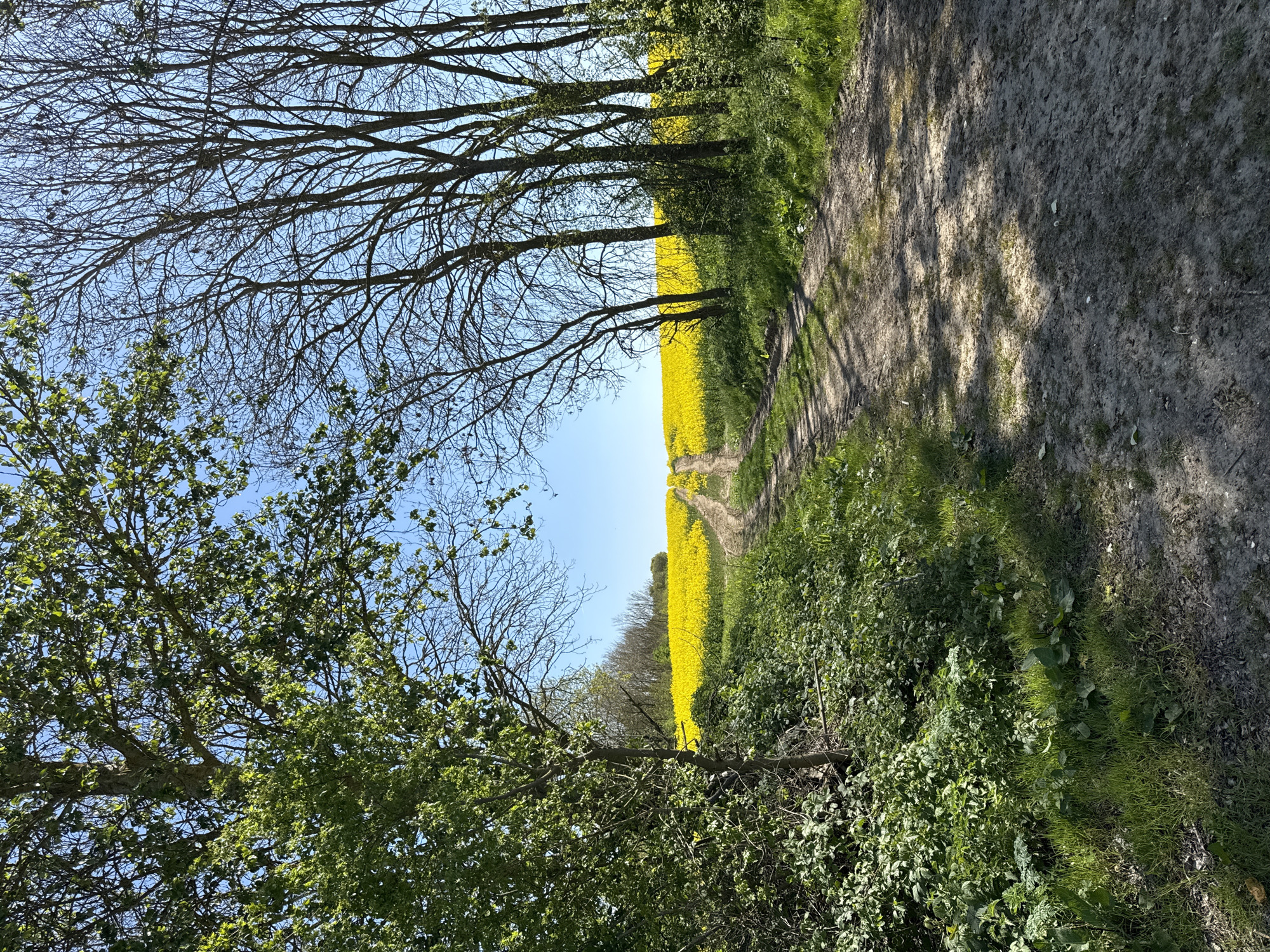 Spring rapeseed blooms documented in North Hertfordshire countryside
