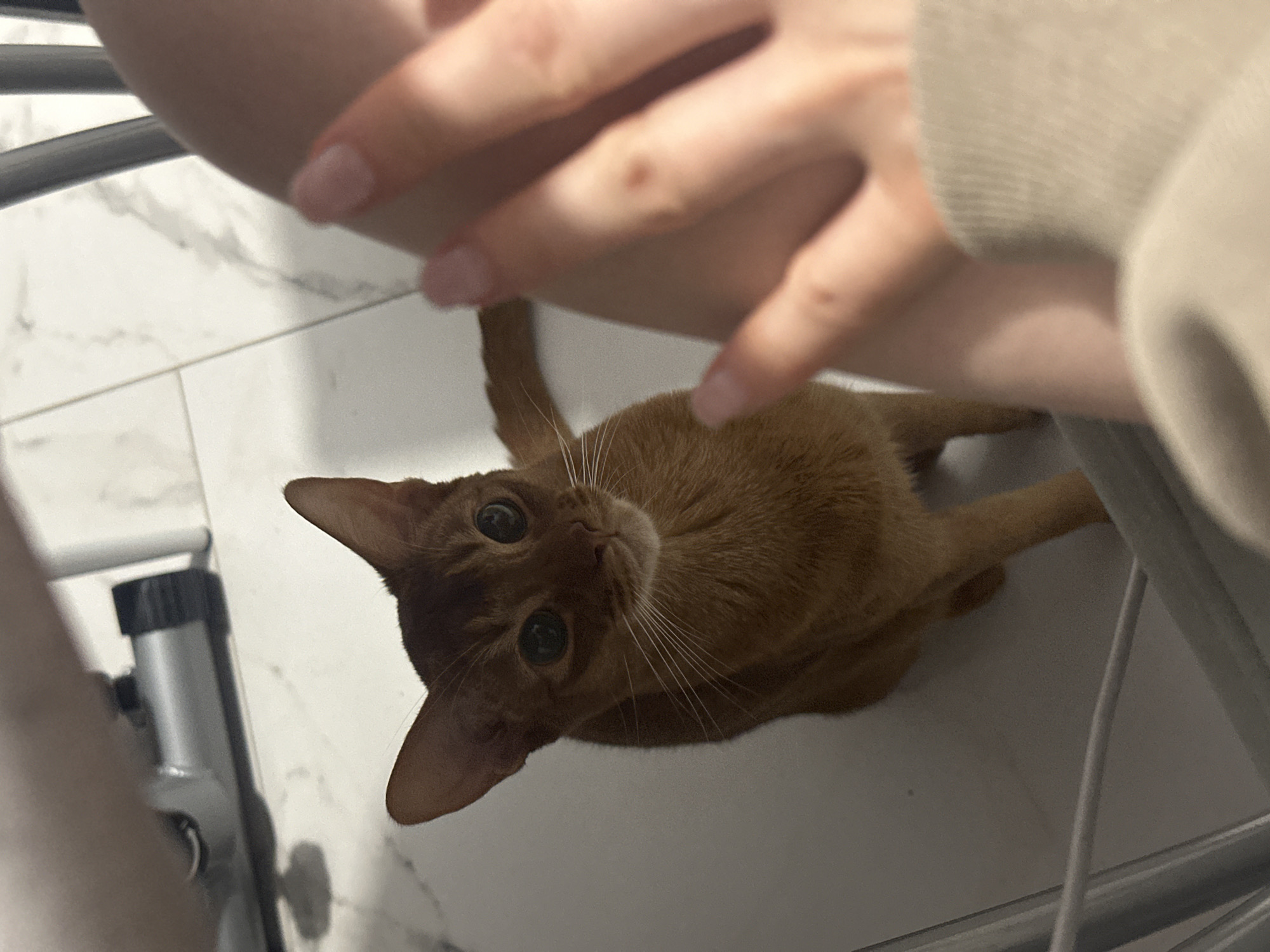 Woman documents affectionate photo session with cat in Kazan home