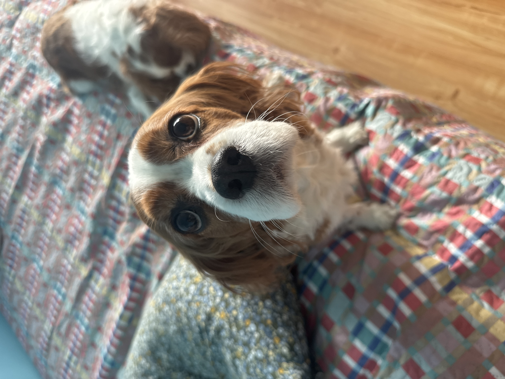 Cavalier King Charles Spaniels photographed in Sofia home