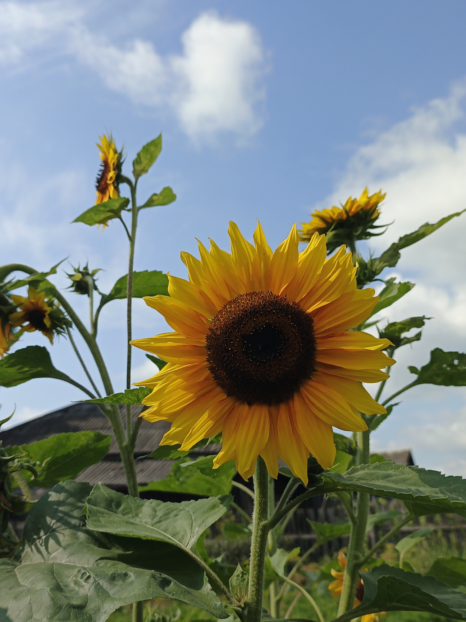 Summer garden life in rural Medvedyovka, Russia