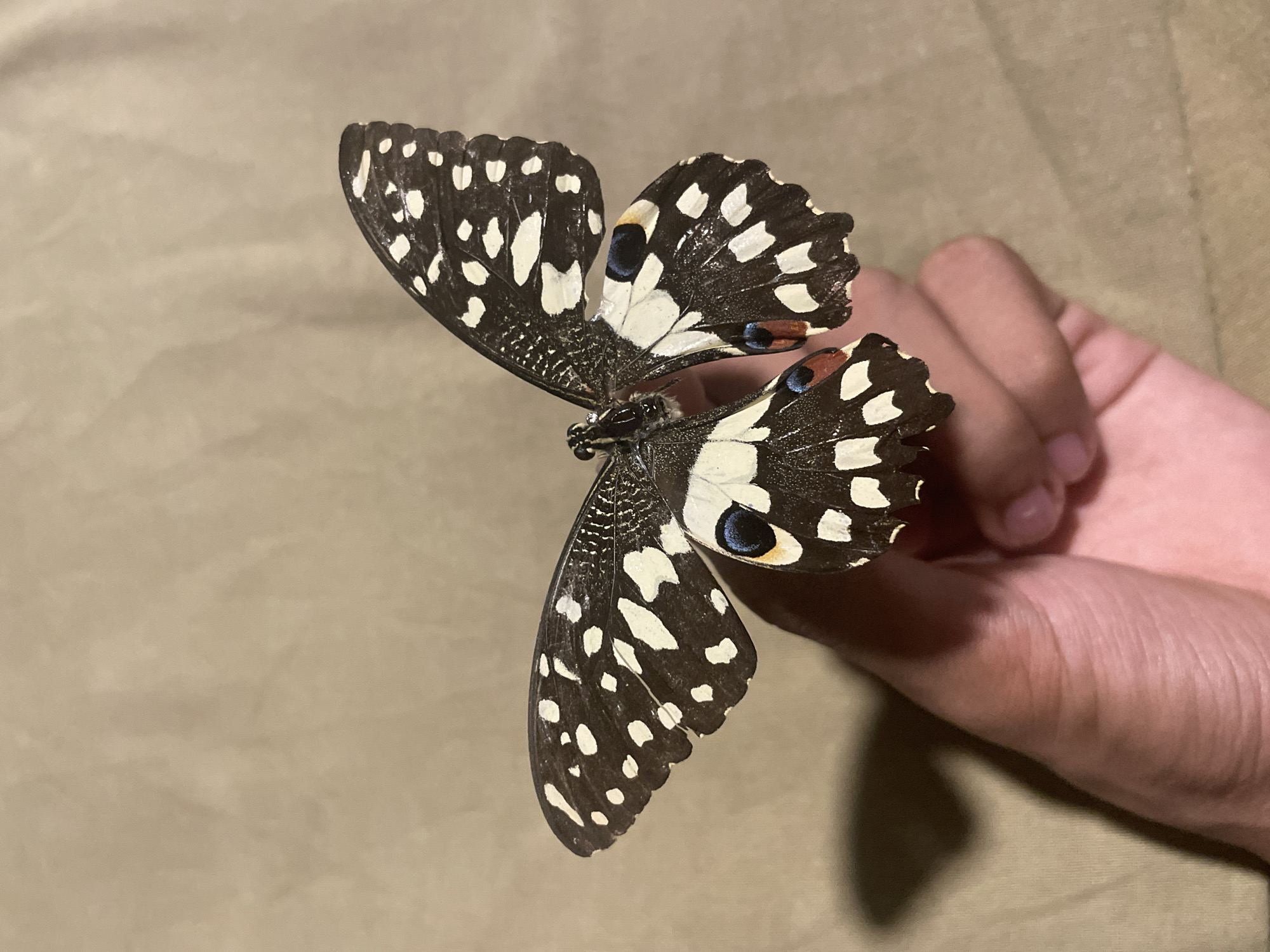 Butterfly specimens handled and displayed in Davao City