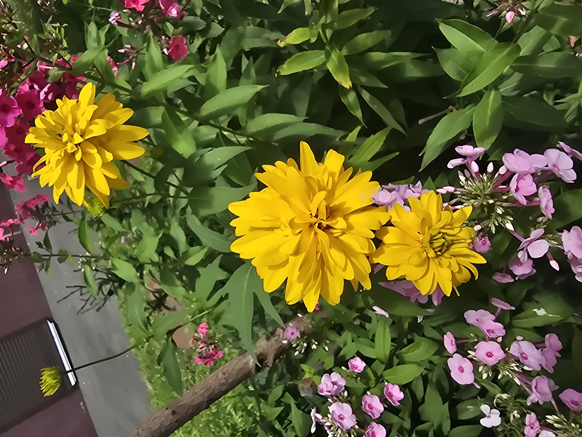 Summer garden in full bloom, Sofiivska Borshchahivka