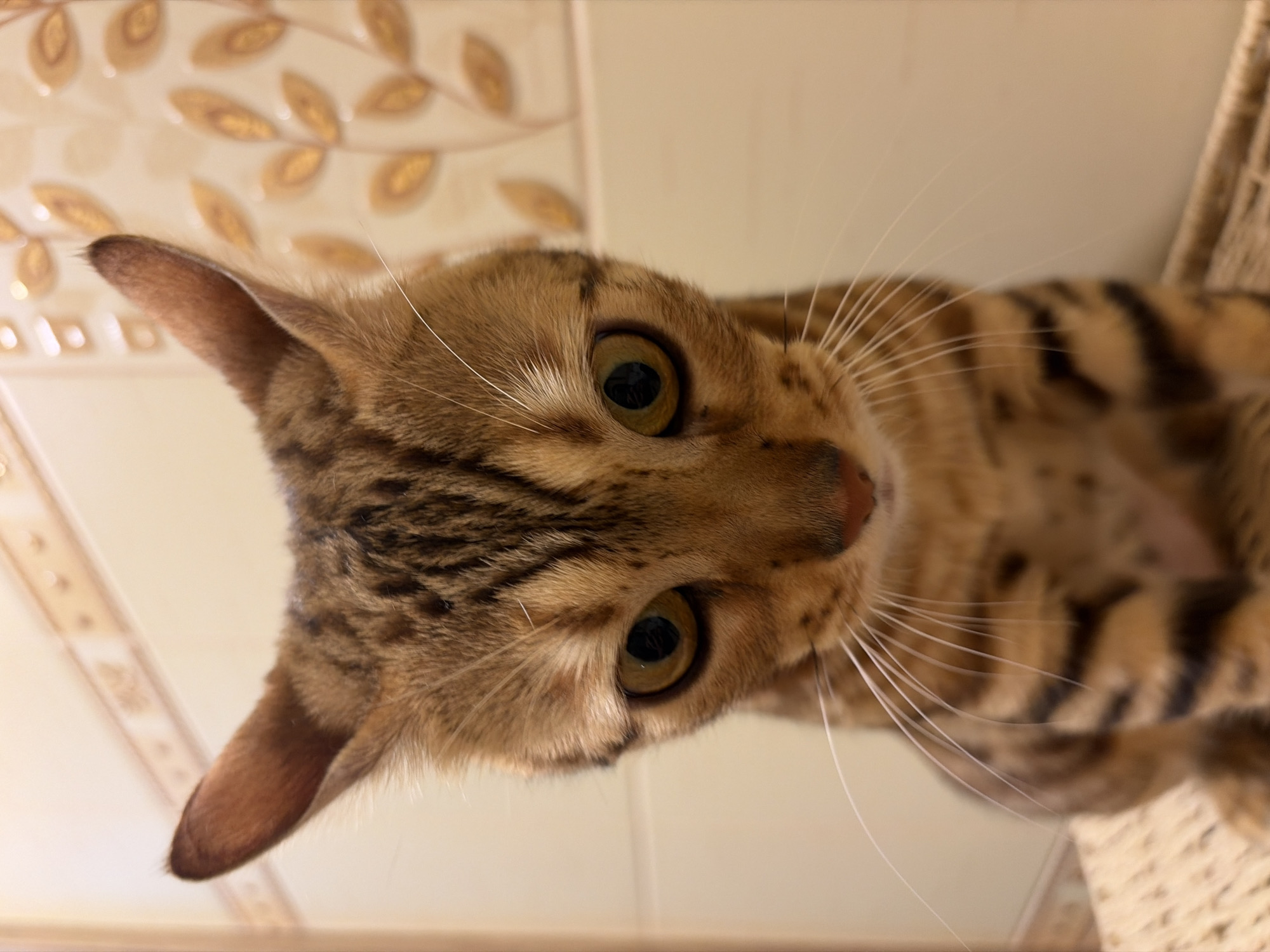 Bengal cat photographed in close-up in Krasnoyarsk, Russia