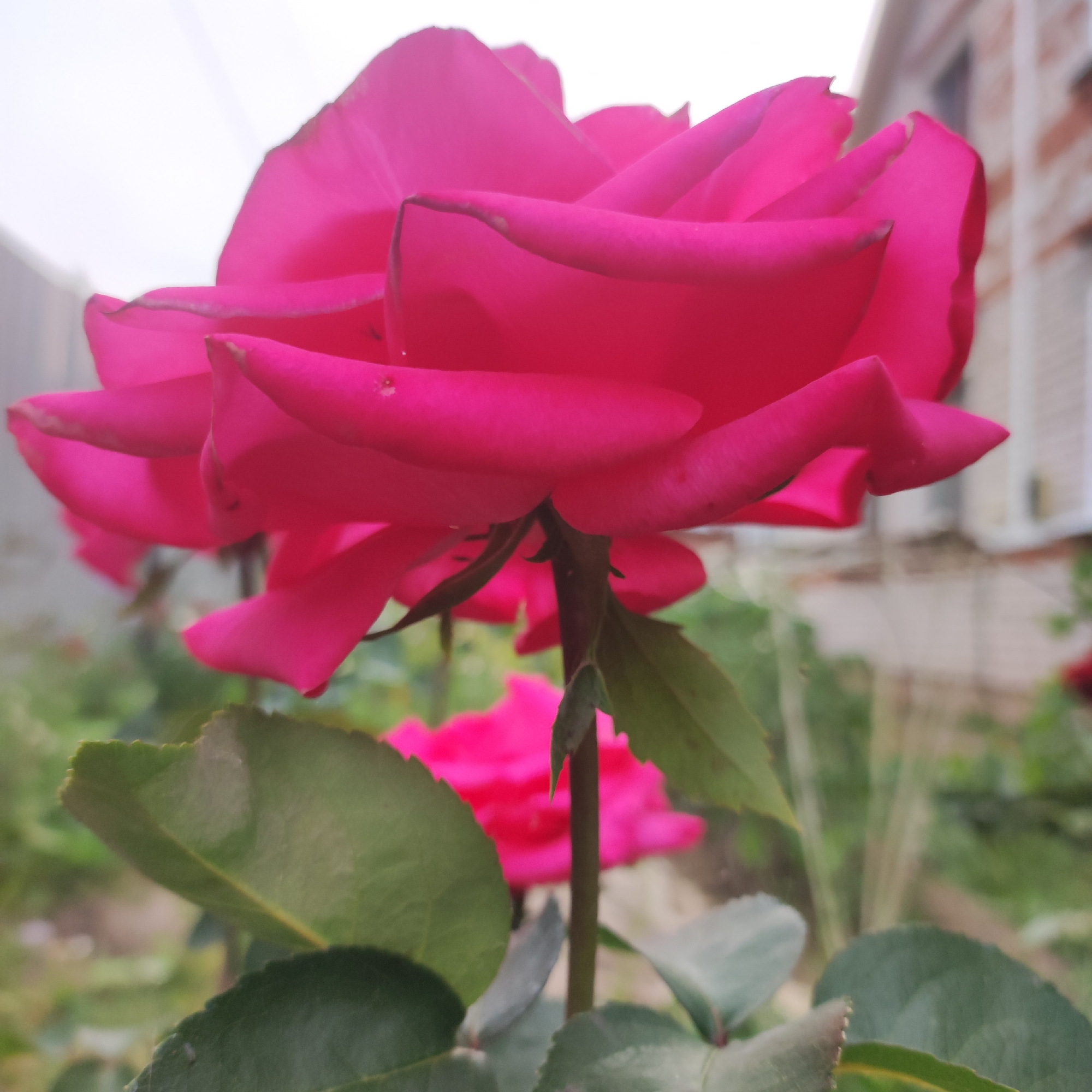 Close-up garden flower photography in Navoloki, Russia