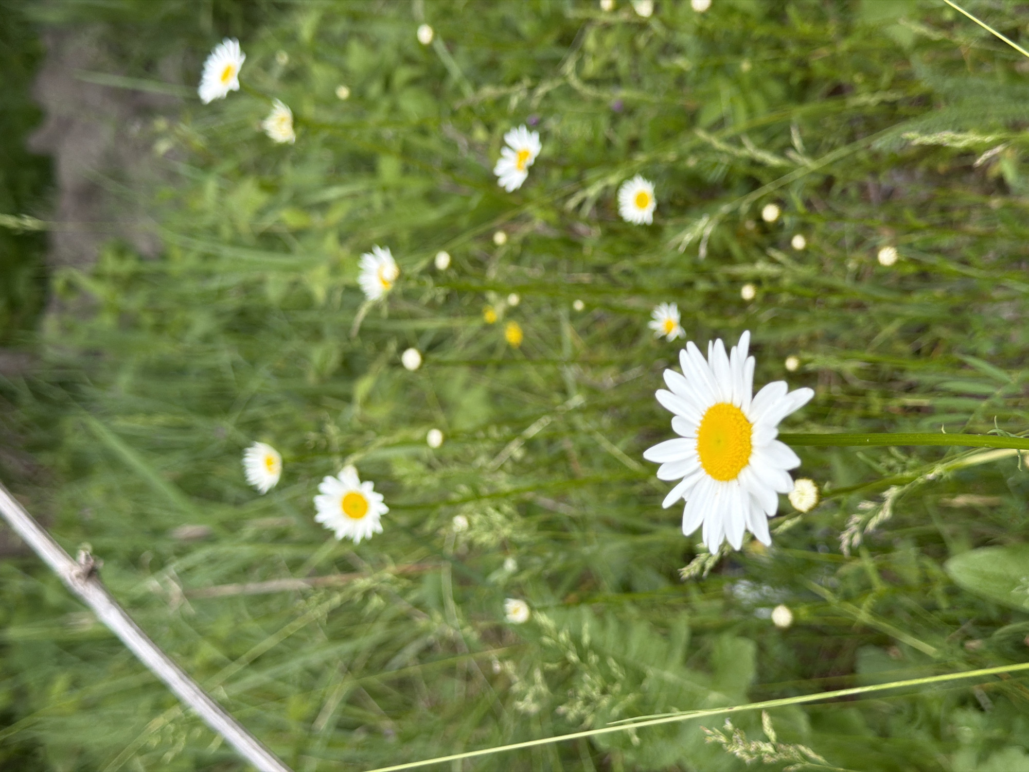 Spring nature scenes documented in Otaraani, Georgia countryside