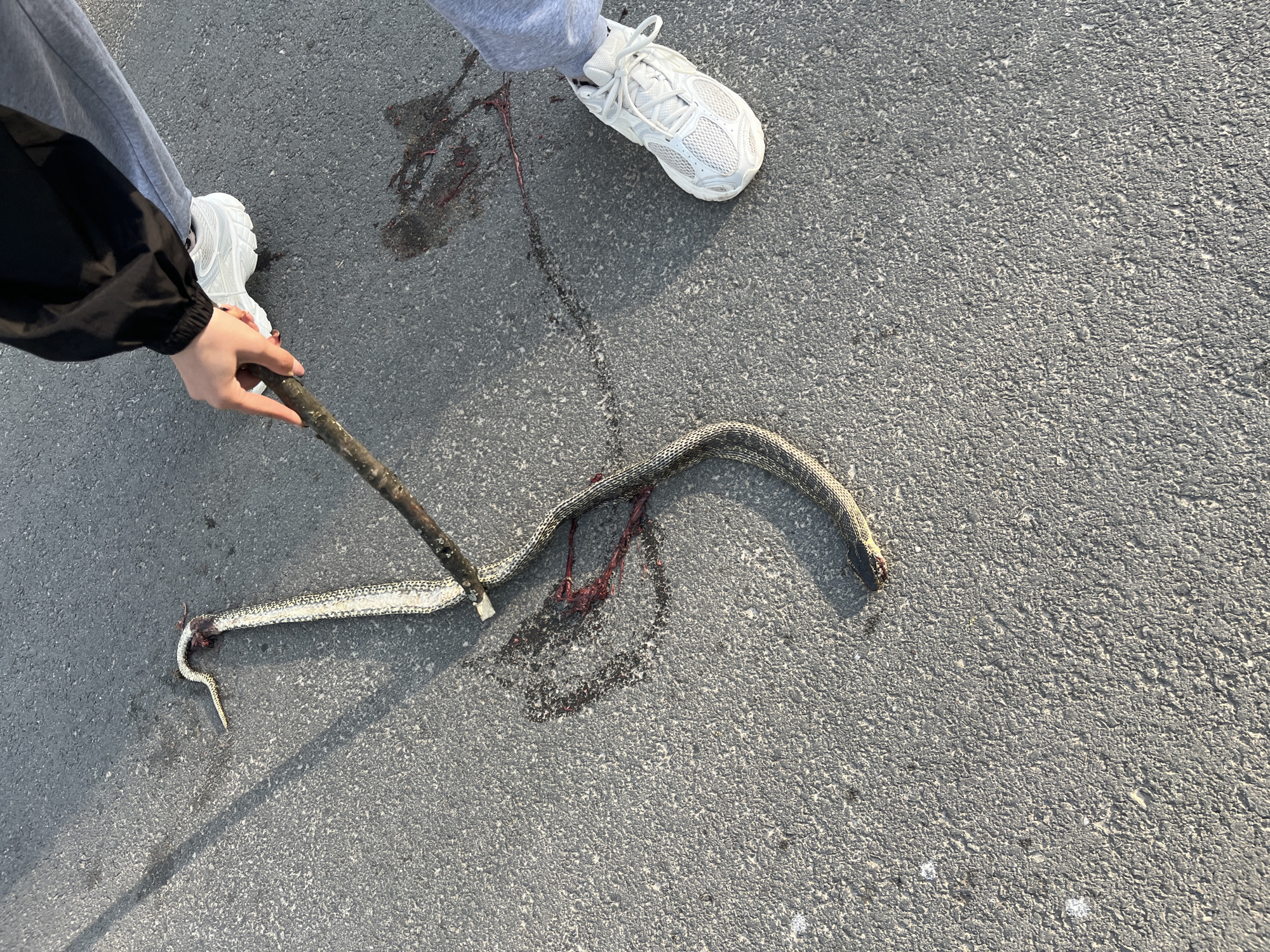 Dead snake found on road in Loznitsa, Bulgaria
