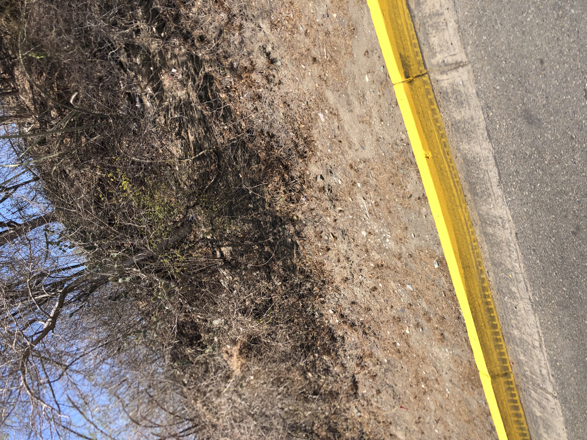Yellow curb boundary documented in Venezuelan roadside scene