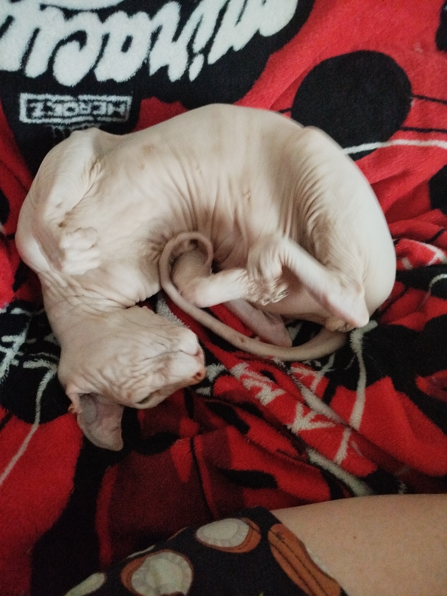 Lazy afternoon with a Sphynx cat, garden, and summer snacks