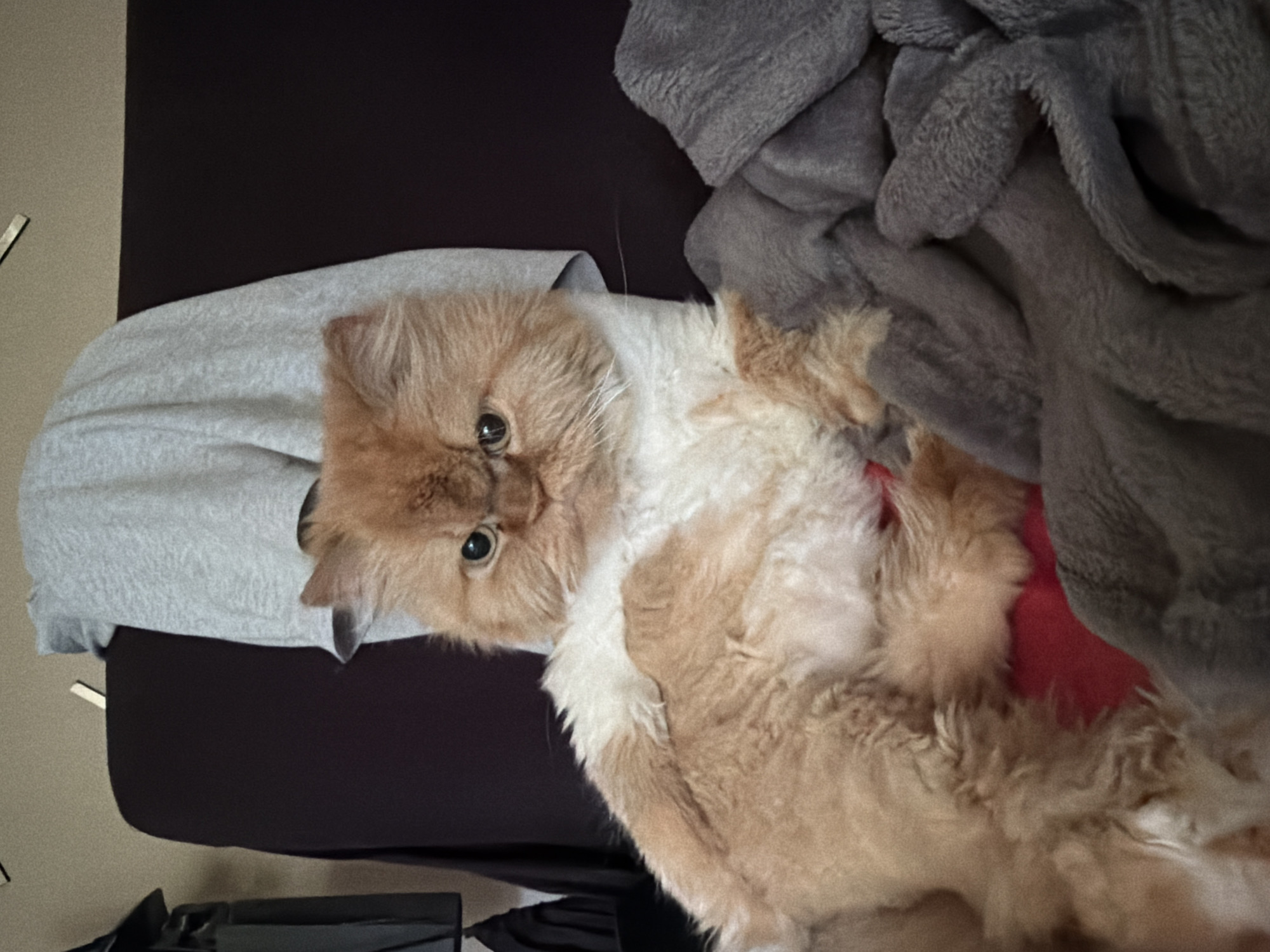 Cats, Disney tees, and a slow morning in Sofia