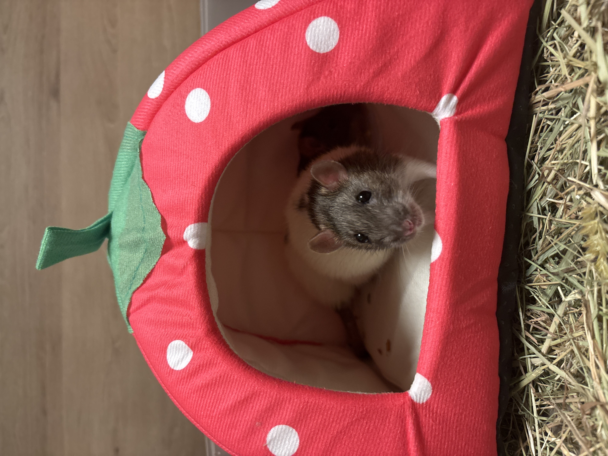 Pet rats spotted in decorative bedding in Sofia