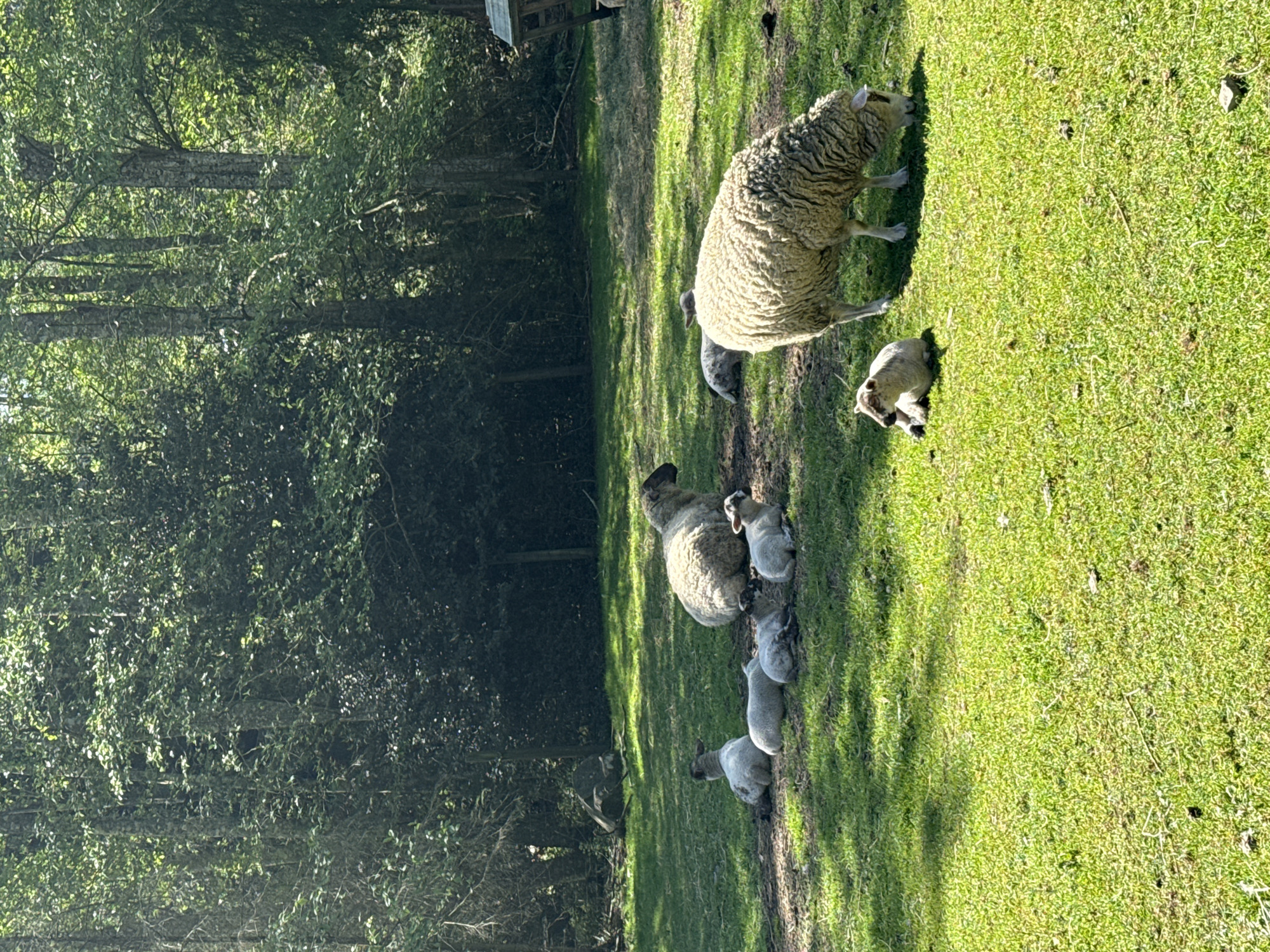 Wildlife and humans share peaceful moments on Bowen Island