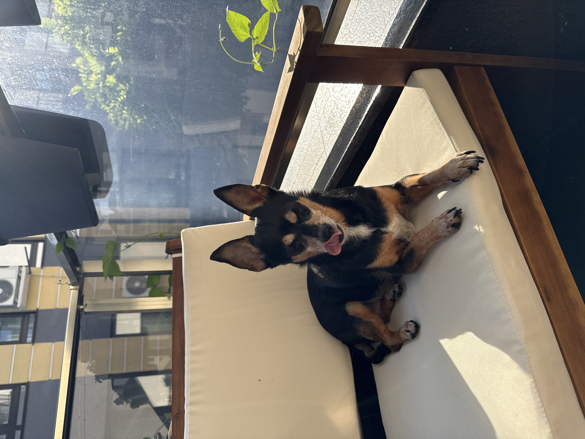 Morning scenes of dogs, people, flowers documented in Sofia