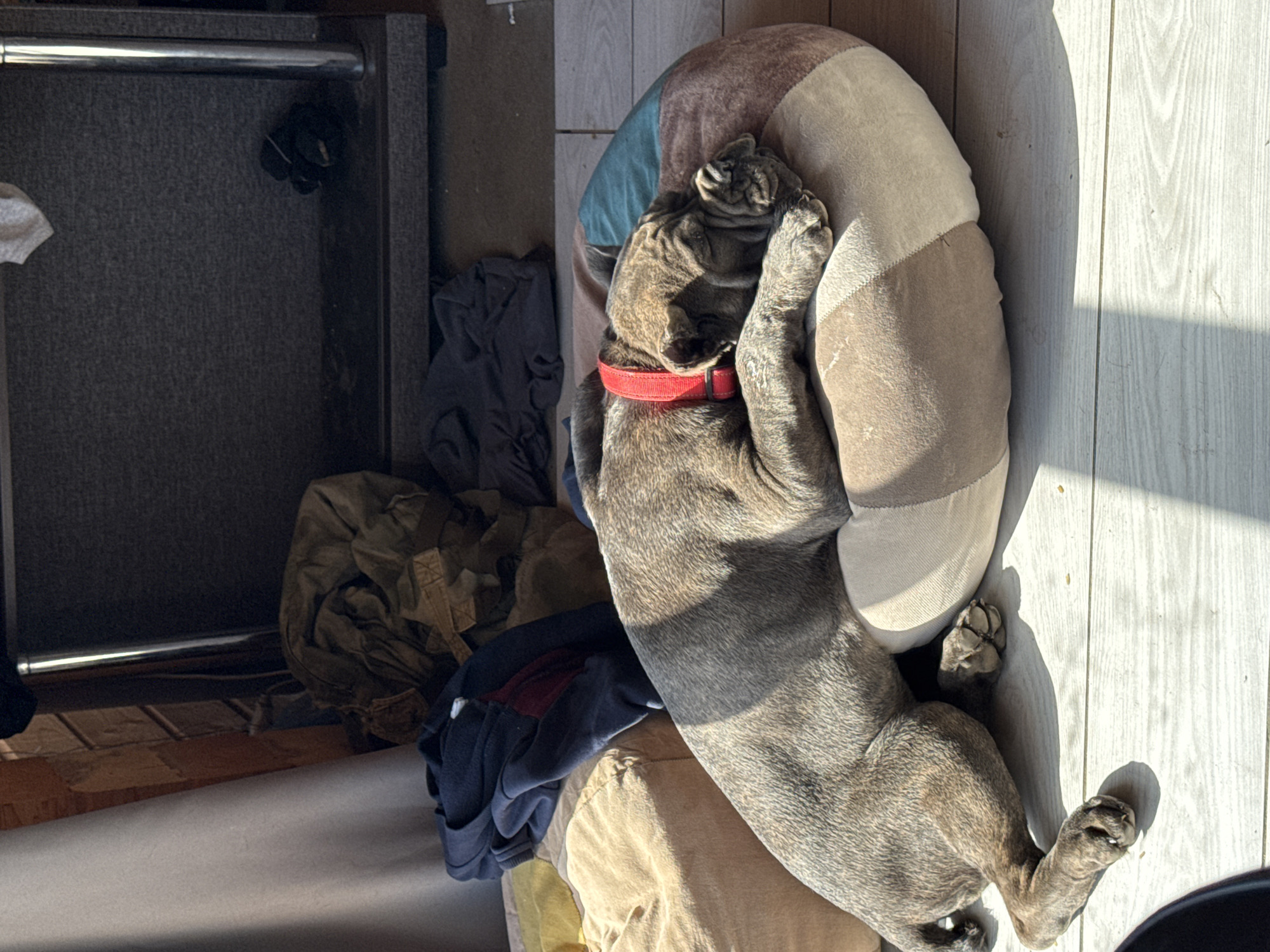 Dogs rest indoors, play in yard during early morning