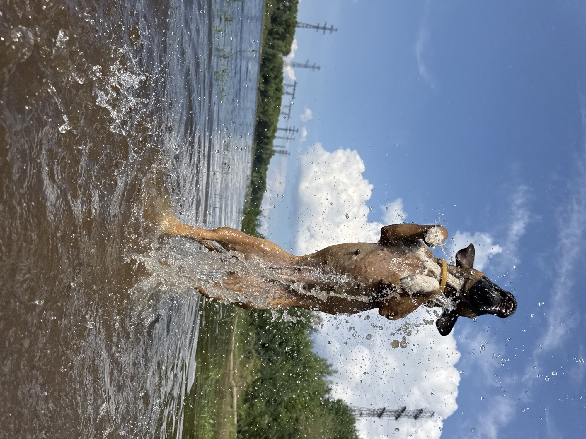 Dog playing in Kama River with summer activities around Chaikovsky