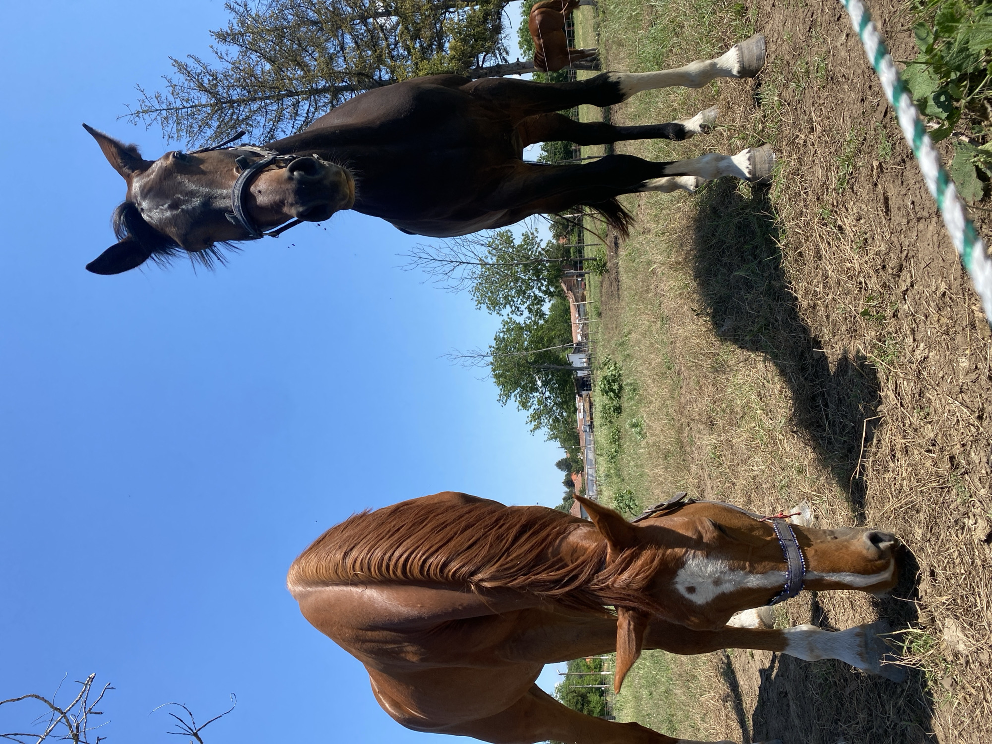 Rural horse watching documented in sunny Slavovitsa, Bulgaria countryside