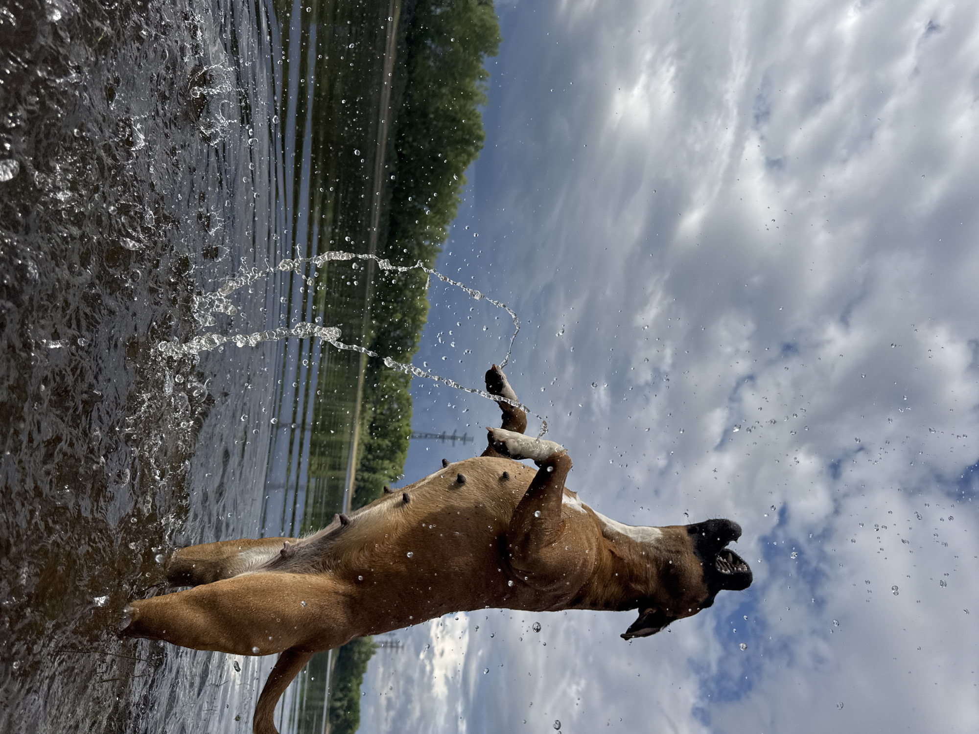 Woman and boxer dog enjoy afternoon at Kama River