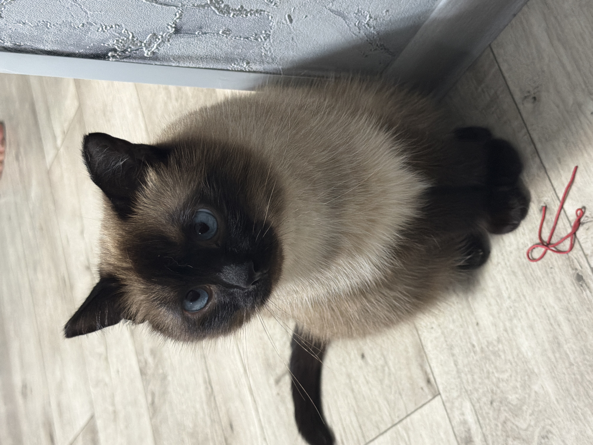 Home snapshots: Siamese cat and portraits, Tujmazy apartment