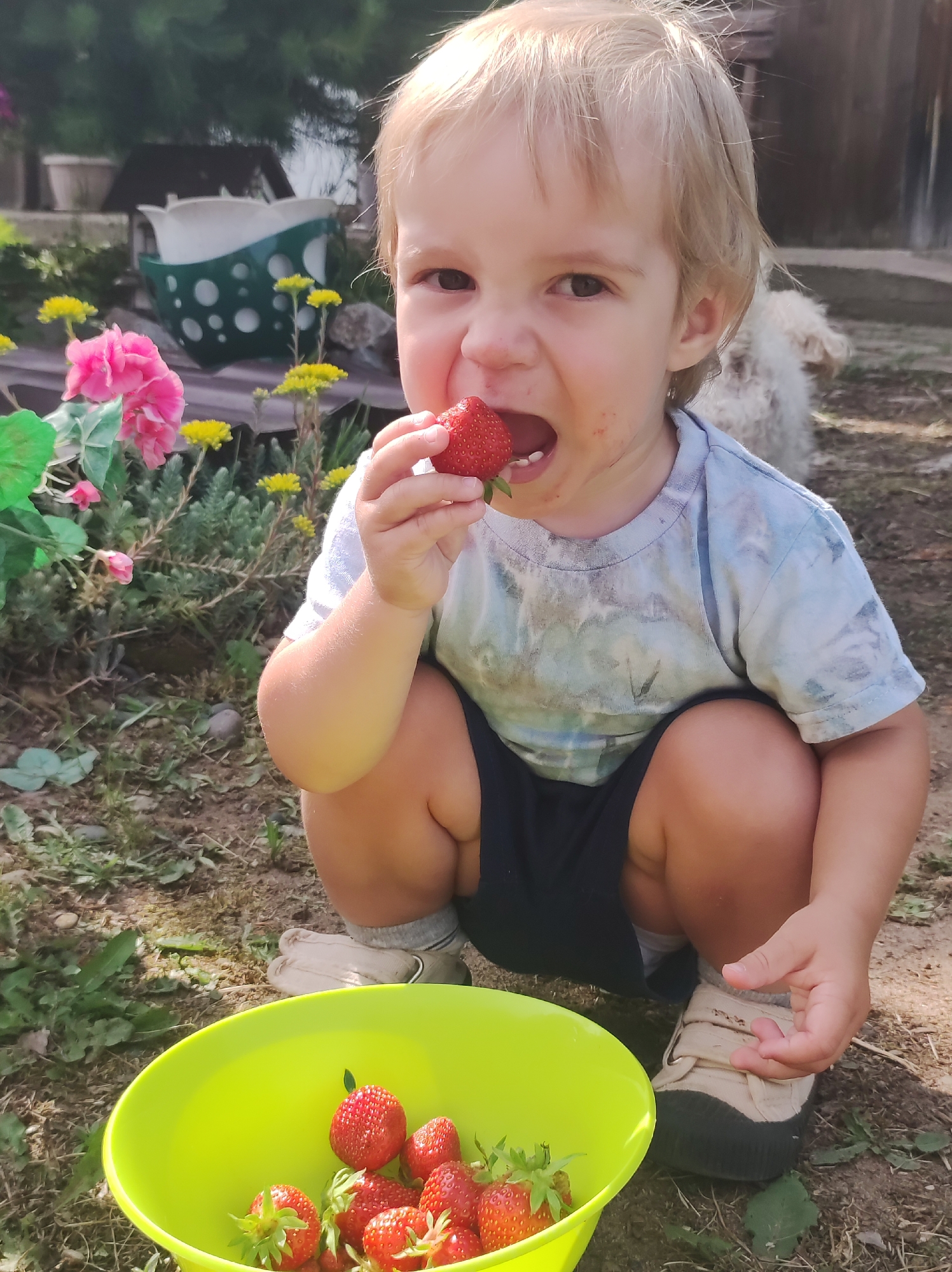 Strawberry picking and wildflowers on a Russian summer afternoon