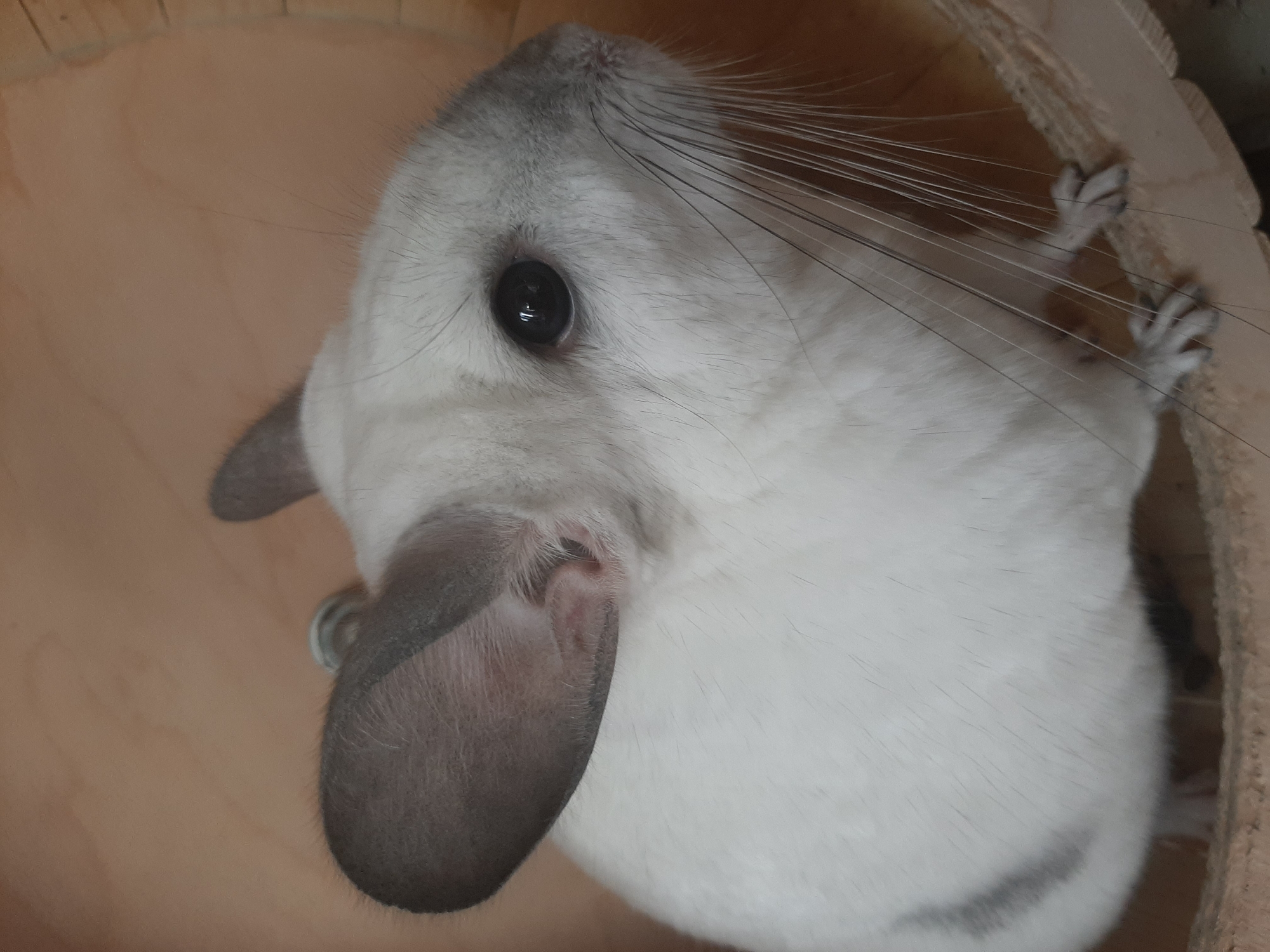 Chinchilla at home in Khimki, Russia