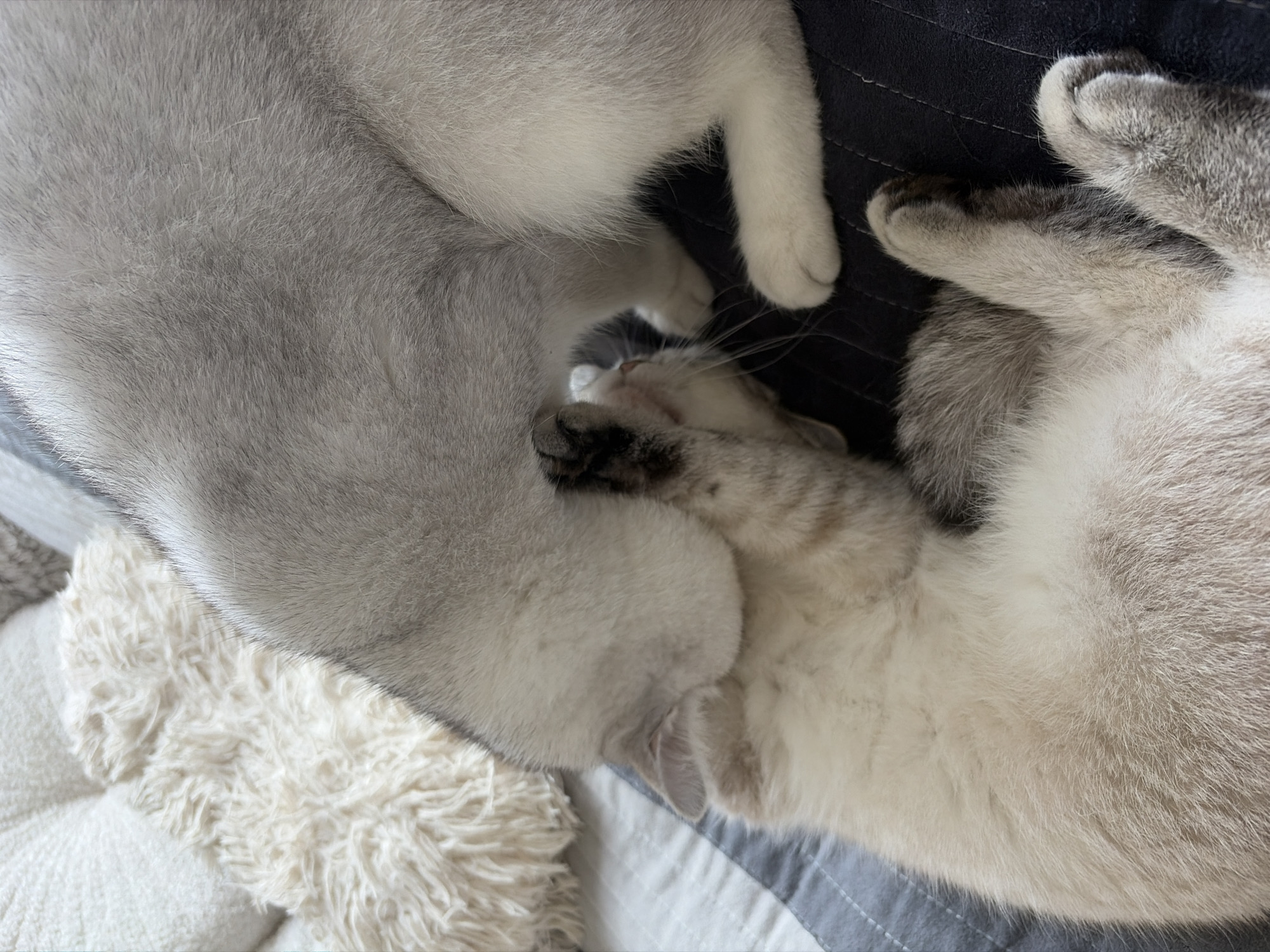Two cats rest intertwined on striped surface in Burgas