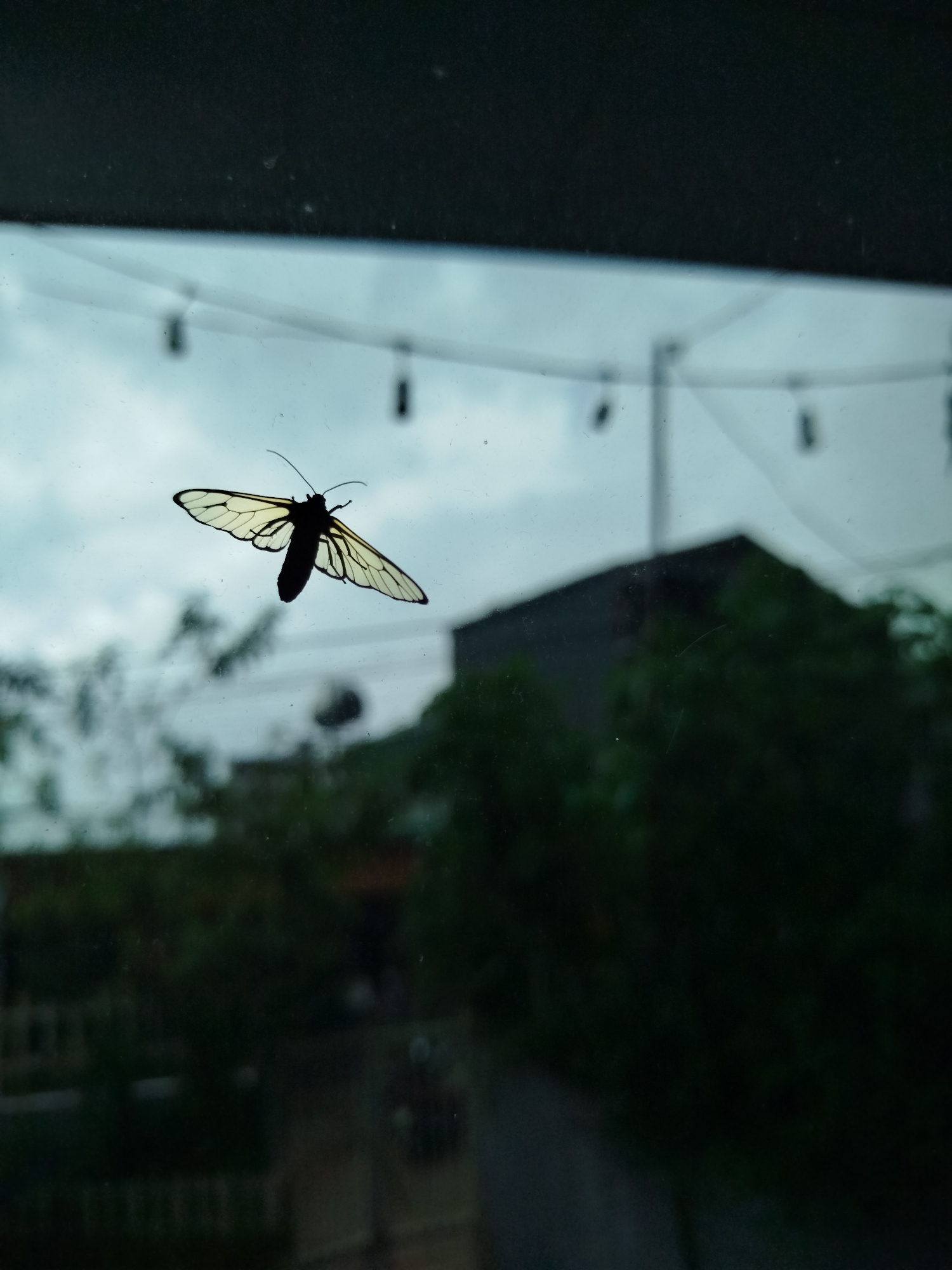 Moth with translucent wings observed on window in Da Lat