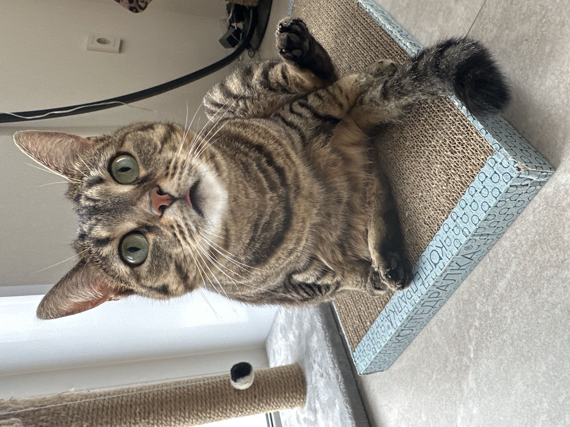 Domestic cat documented during birthday celebration in Russian home