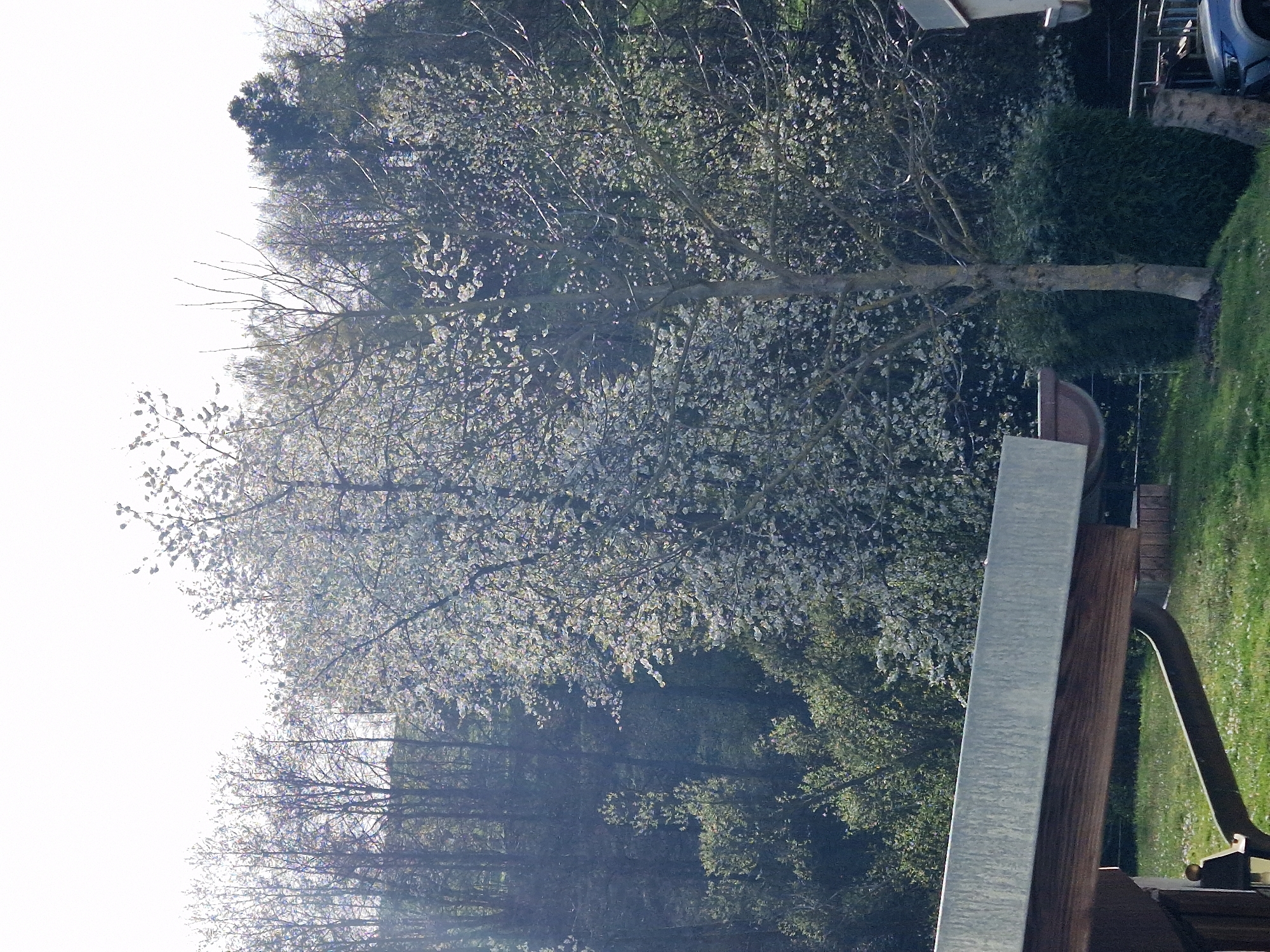 Spring blossoms bloom on tree in Leidersbach garden