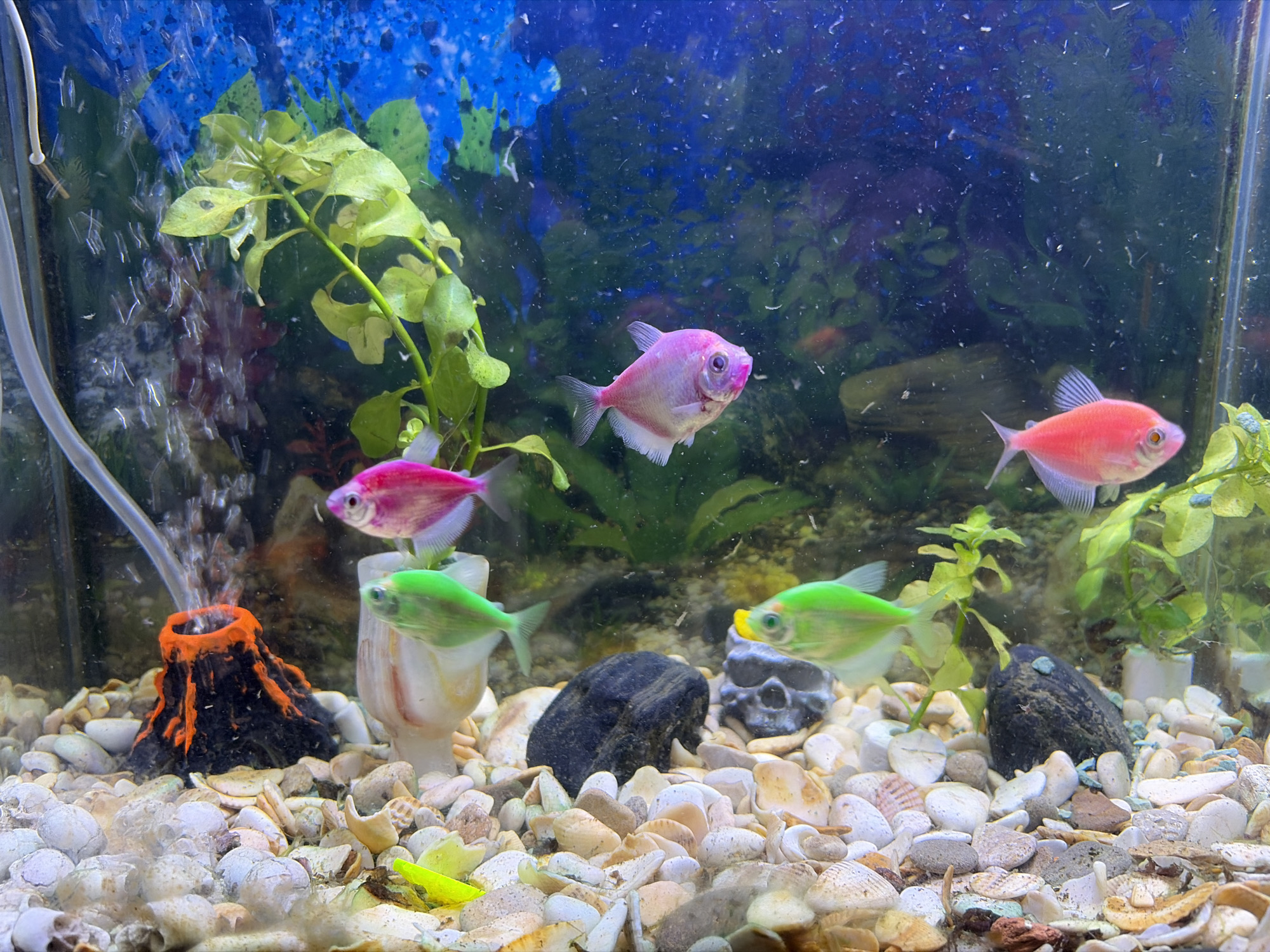 Colorful GloFish tetras in a decorated home aquarium, Koltsovo