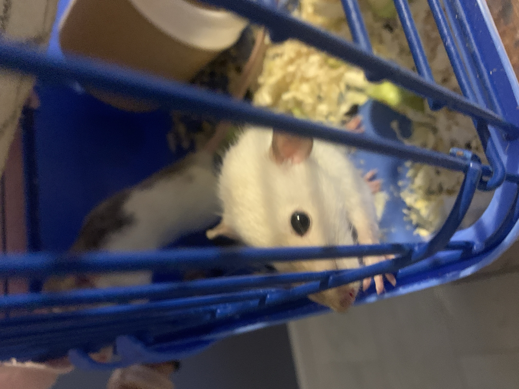 Pet rats exploring their cage and interacting with a hand nearby.