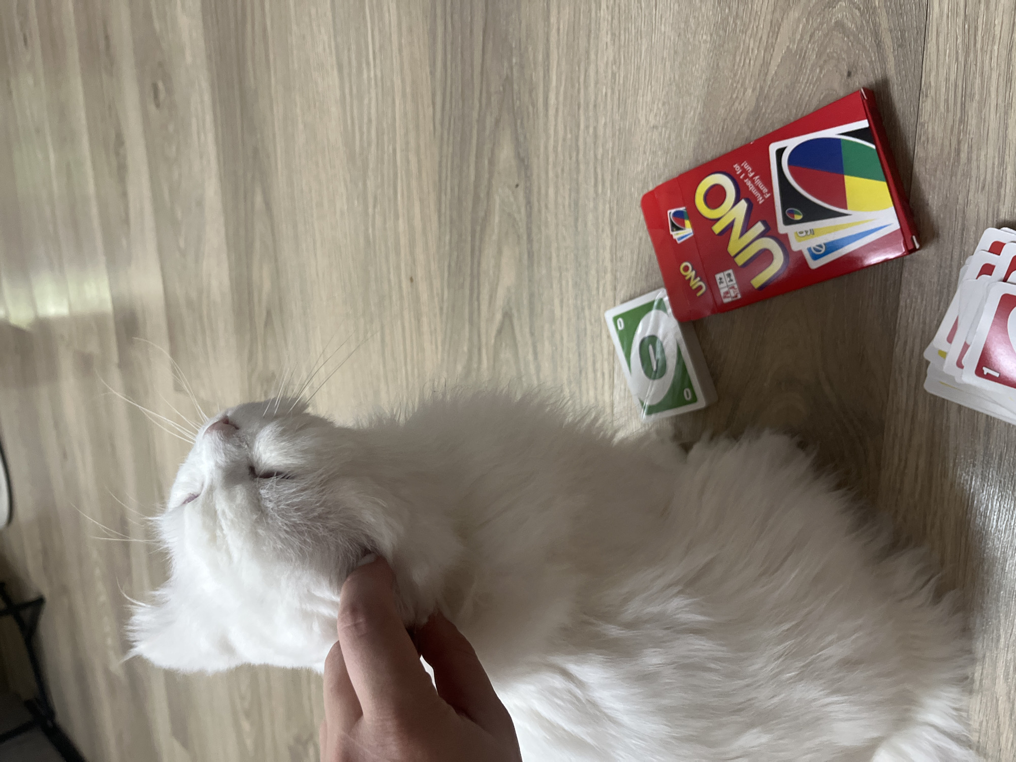 Cats, cards, and a quiet summer day in Tikhoretsk