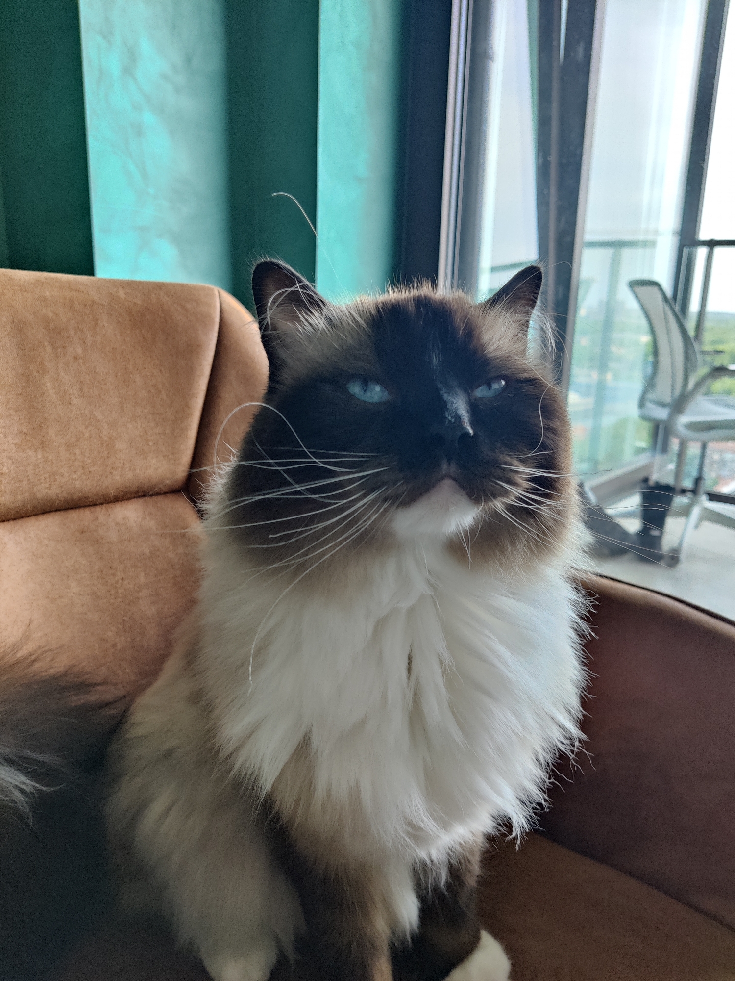 Cats spotted indoors during brief observation period