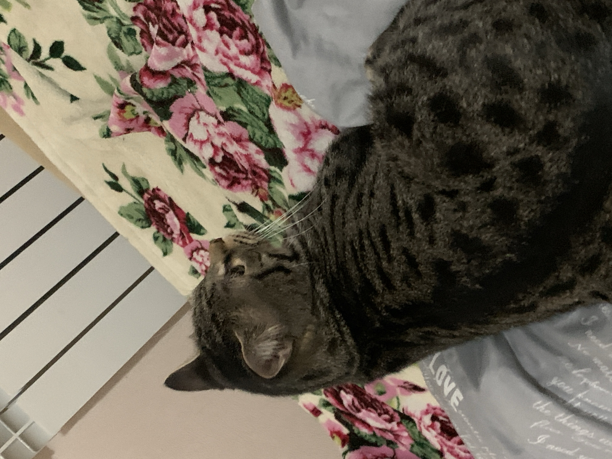 Tabby cat captured in 17 moments around Stavropol home